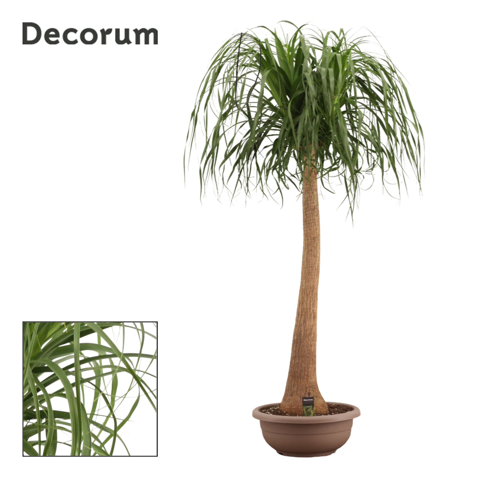 Beaucarnea recht compact 45 cm (Decorum), D 45