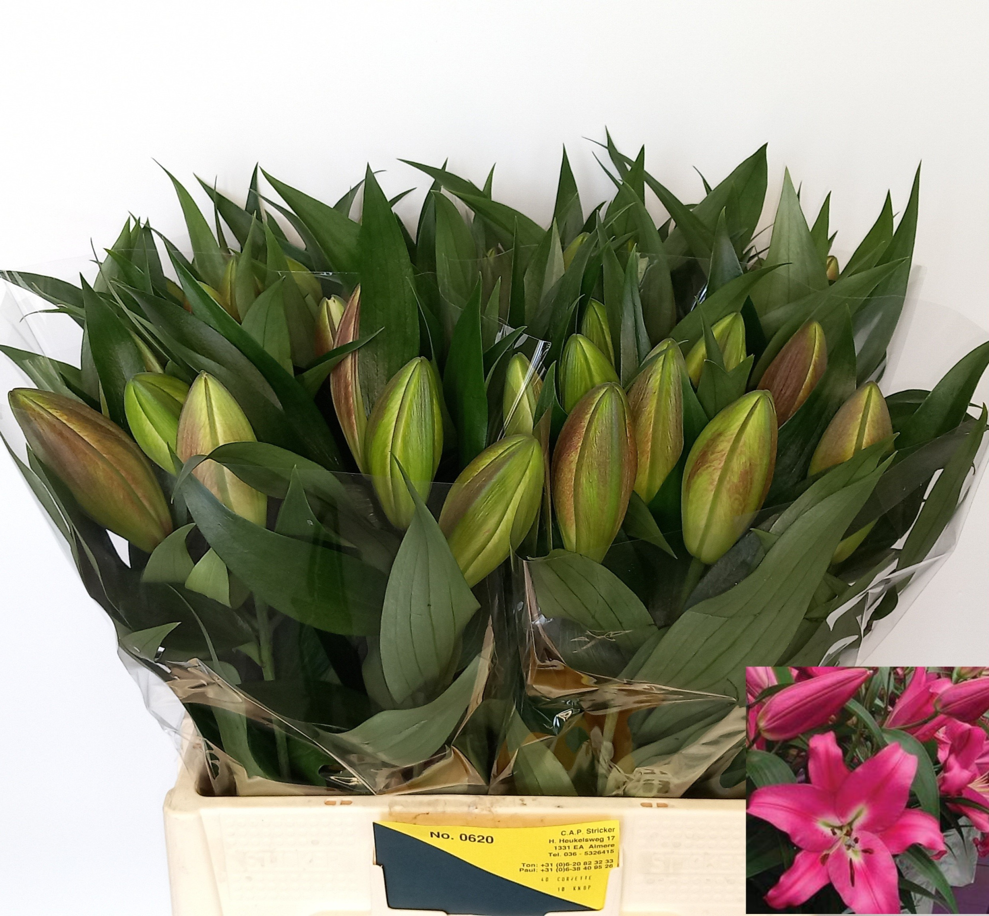 Лилия Корвет 60, шт.