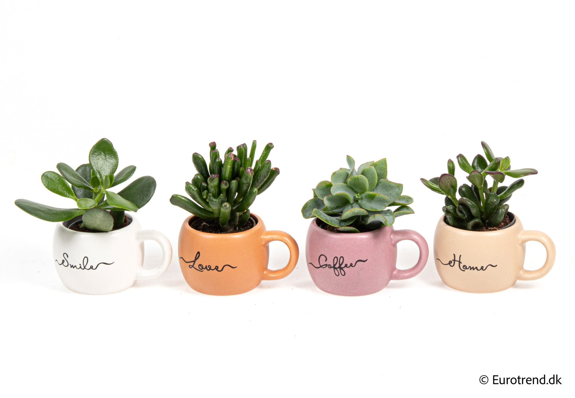 Succulent Mix in New Look ceramic 2026, D 6