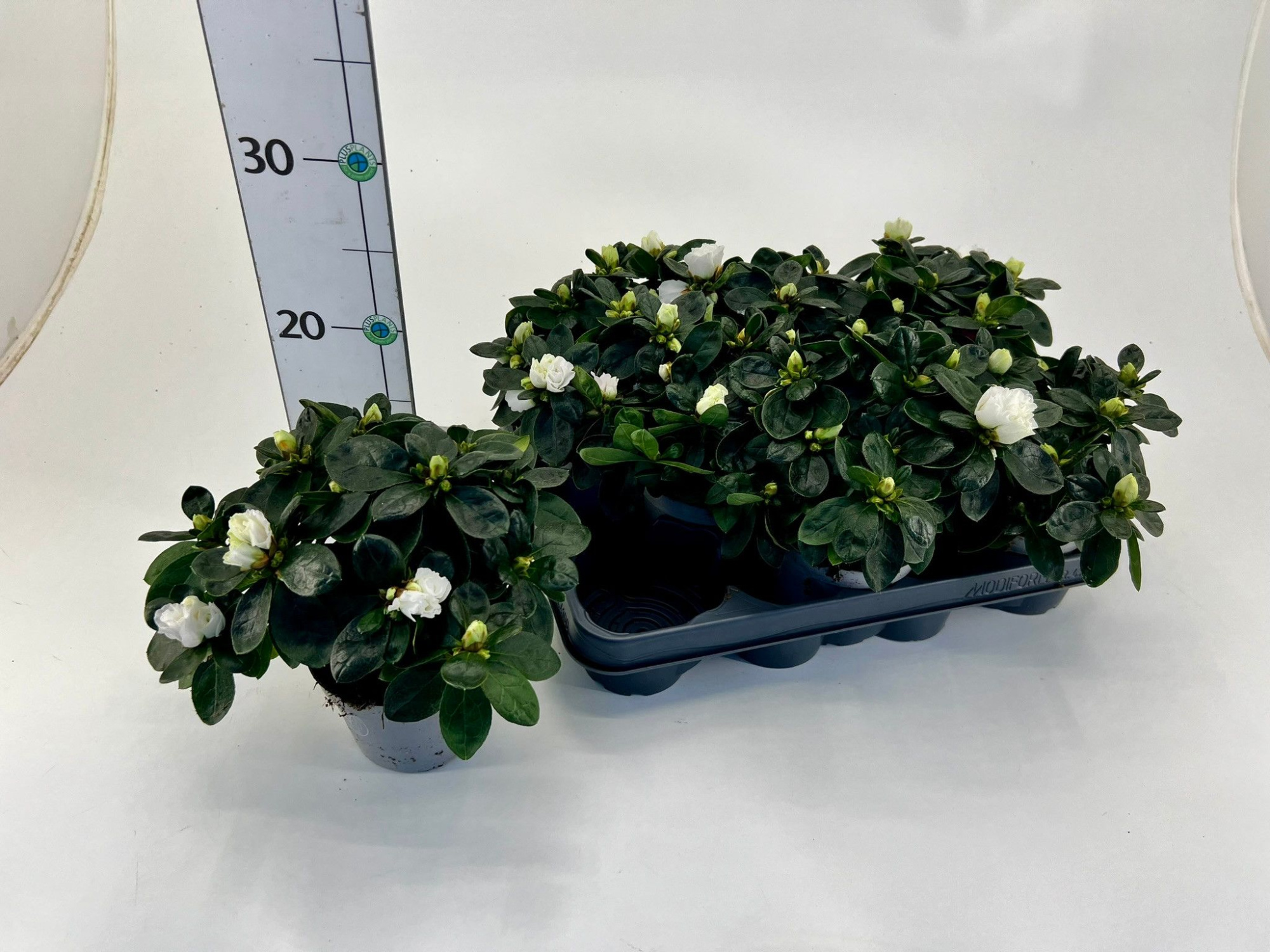 Rhododendron simsii T10,5 white, D 10 cm