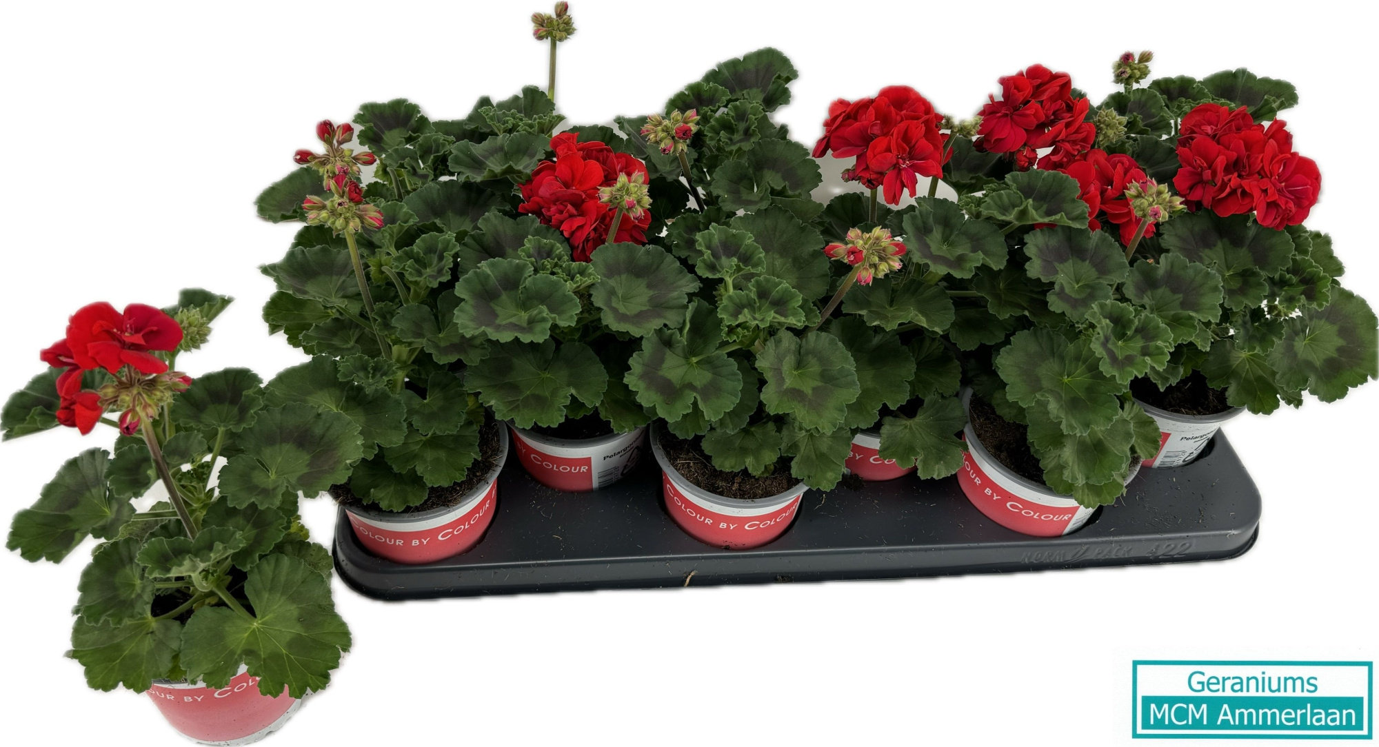 Pel Zo Savannha Really Red, D 10,5