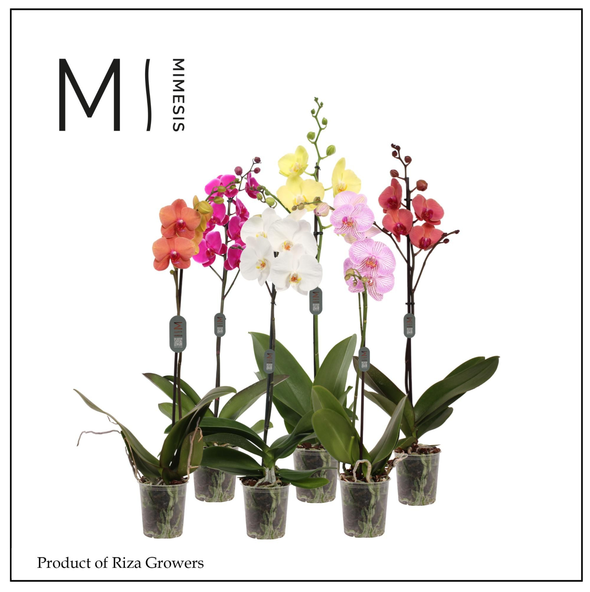 Phalaenopsis Mix 1 spike - 12cm | Mimesis, D 12 cm