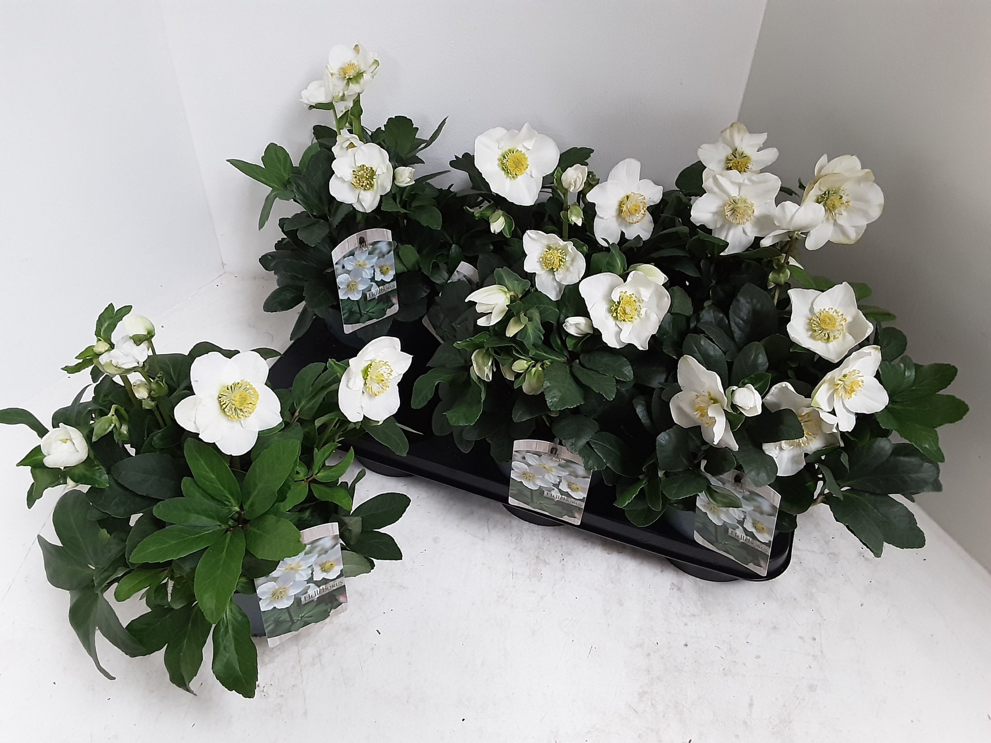 Helleborus 15cm Chrismas Carol 15 cm, D 15 cm