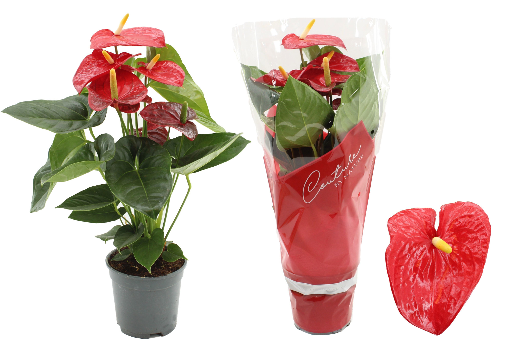 Anthurium 17 cm Turenza in Couture sleeve, D 17