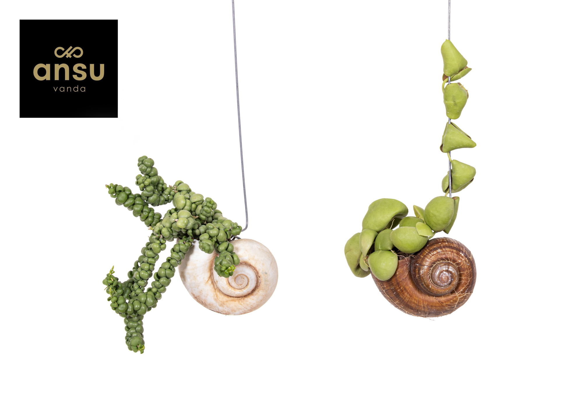 Dischidia Shelly Hang (Los), D 10 cm