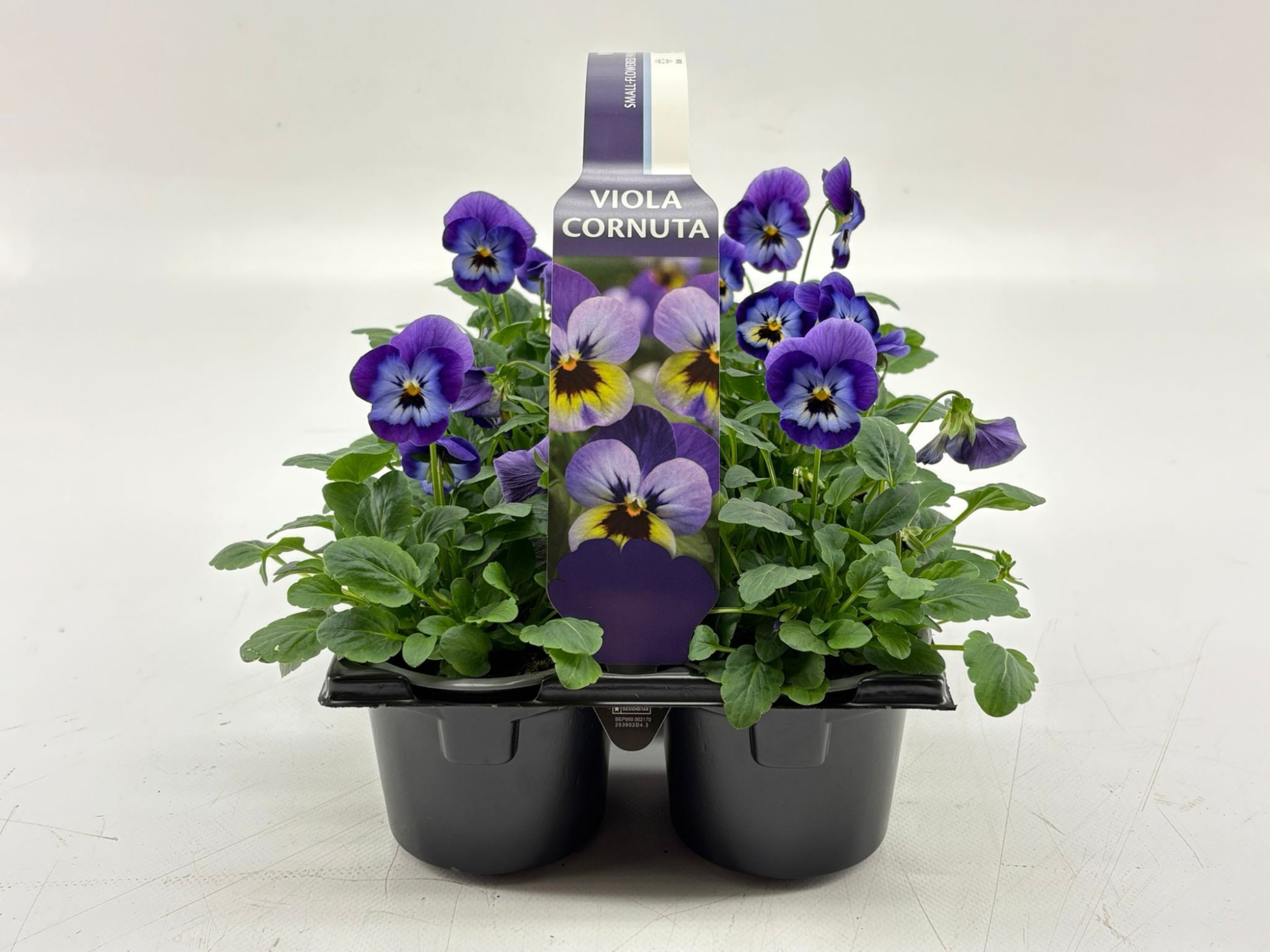 Sixpack Viola Cornuta Violet Blue, D 9