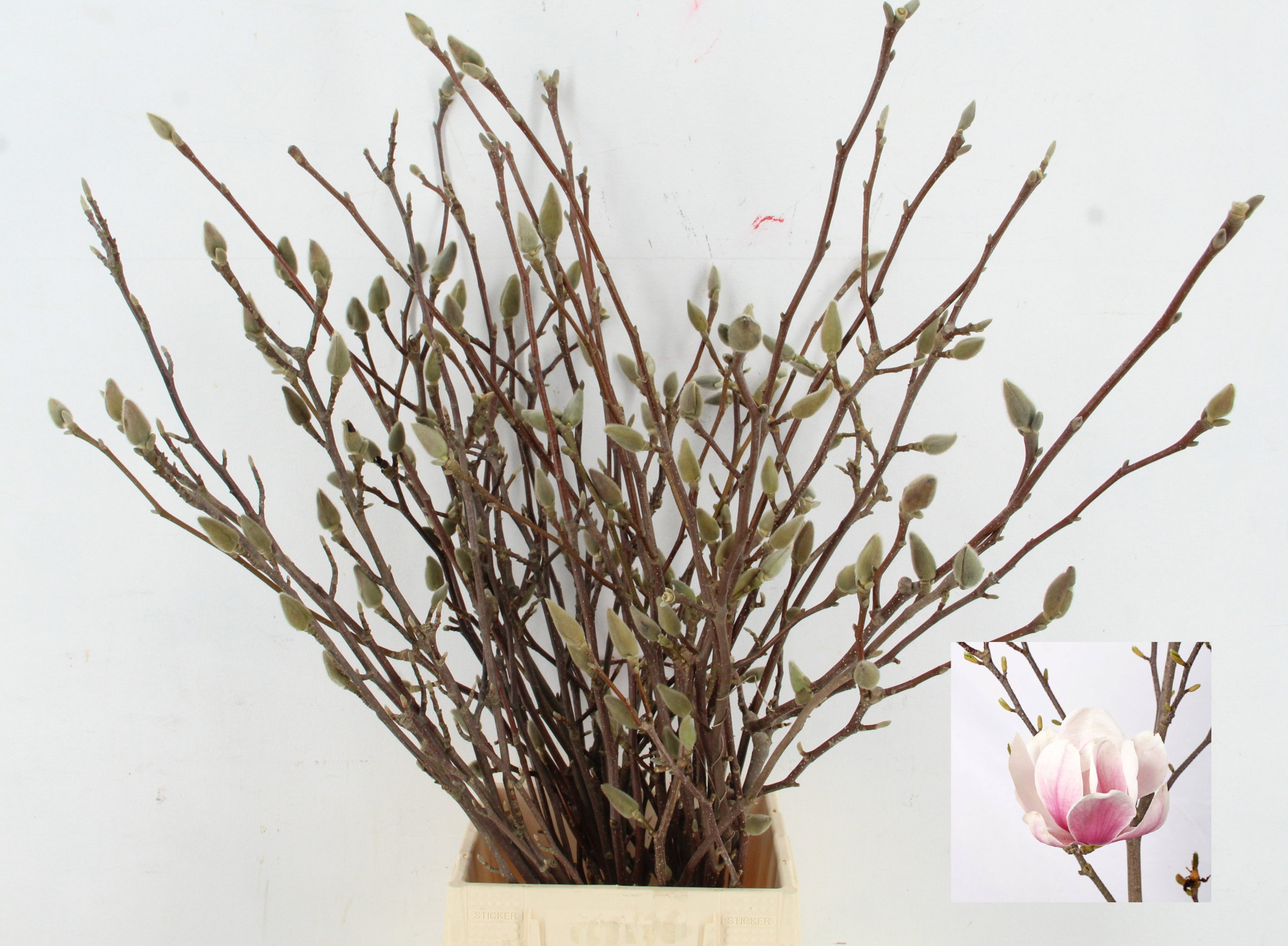 Магнолия Грандифлора 60, шт.