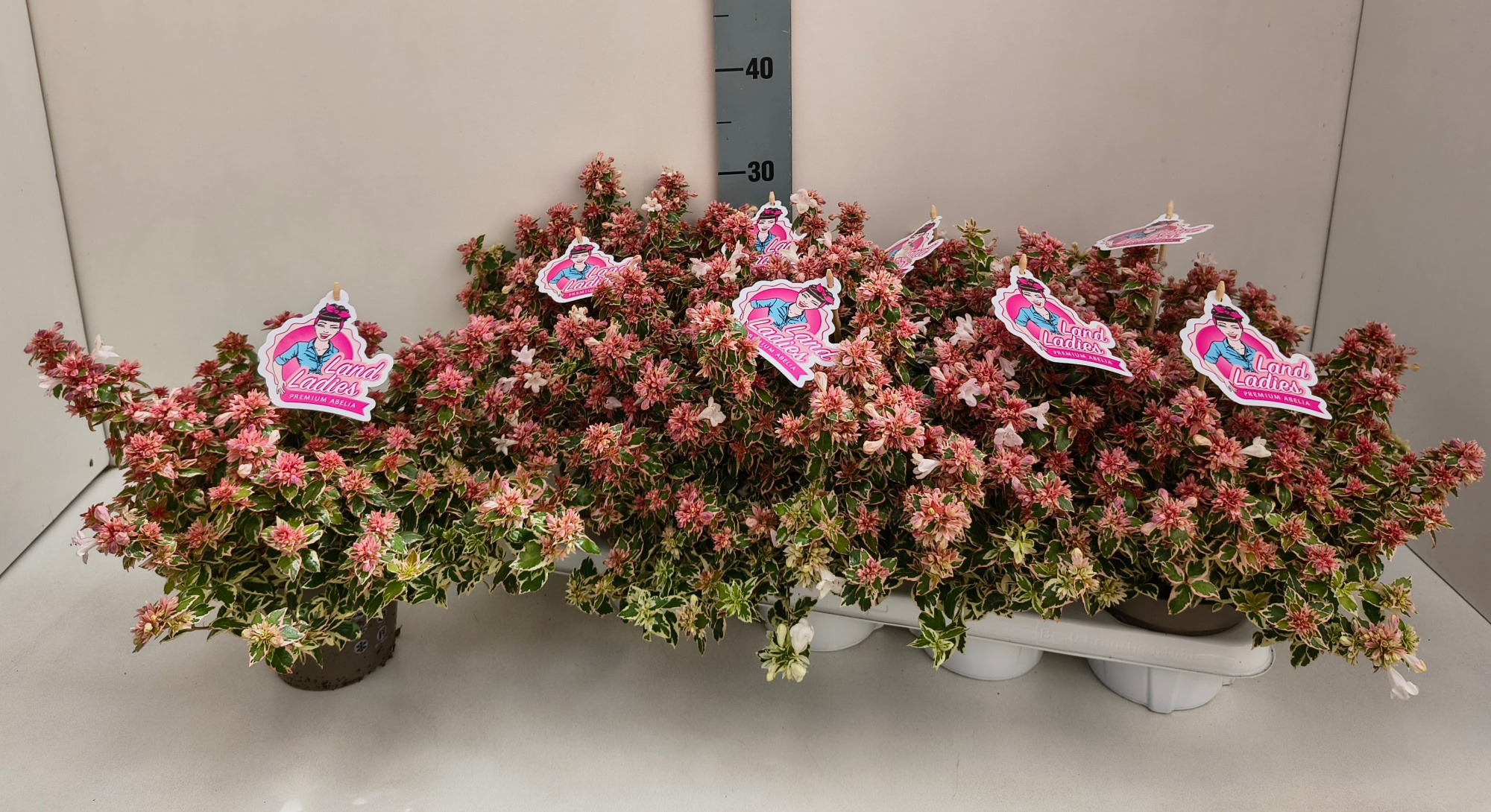 Abelia Pink Lady 13T, D 13 cm
