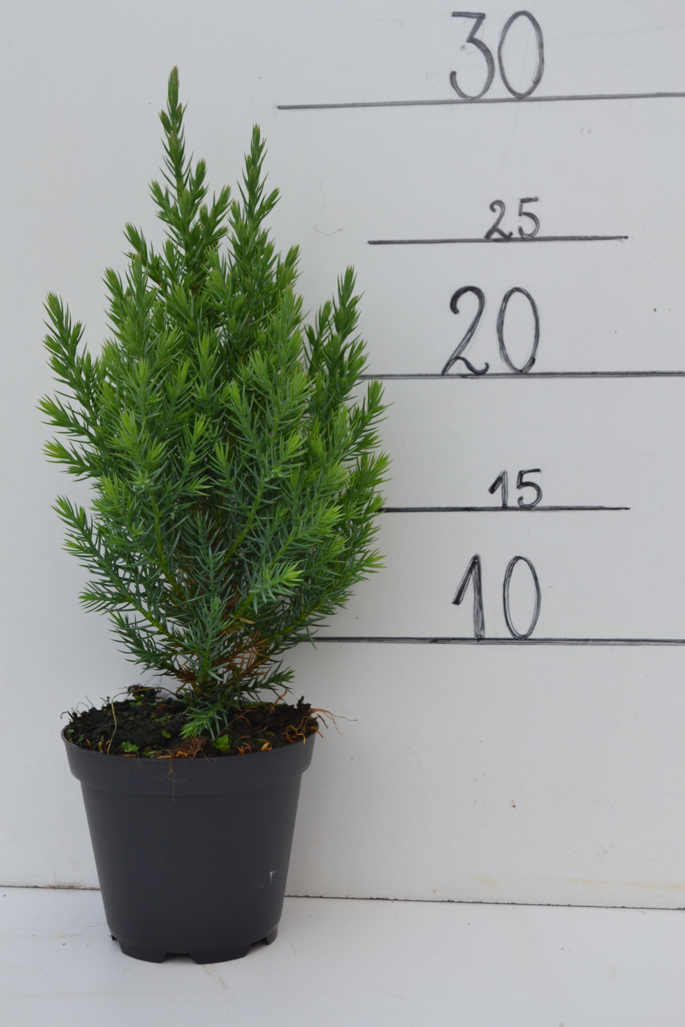 Juniperus chinensis 'Stricta', D 9 cm
