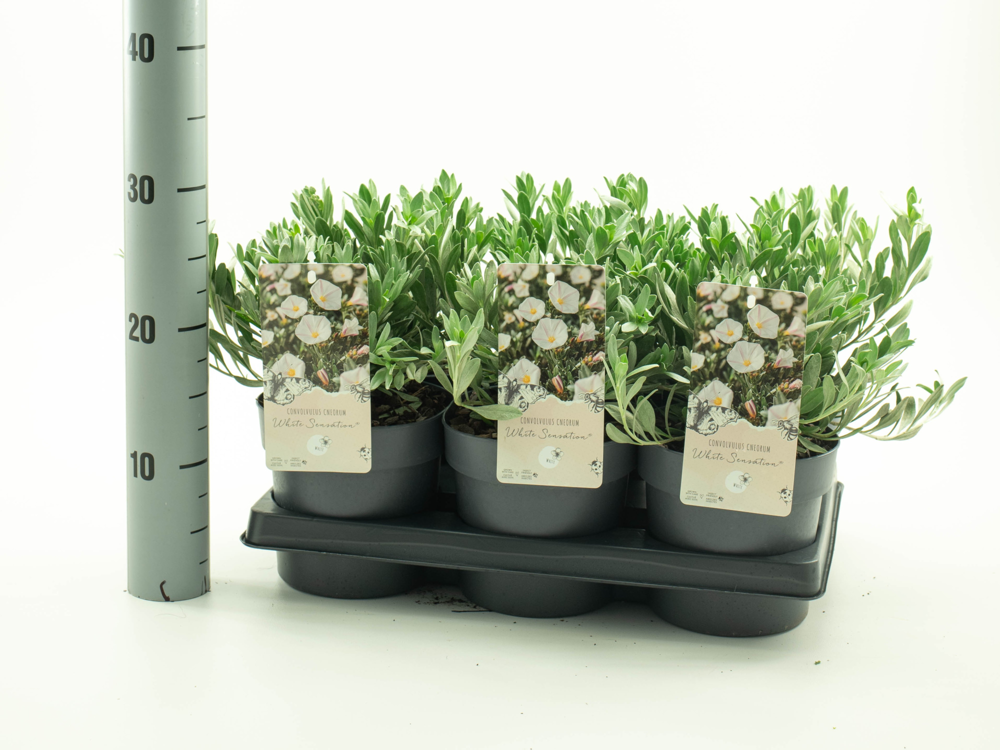 Convolvulus 'White Sensation', D 15