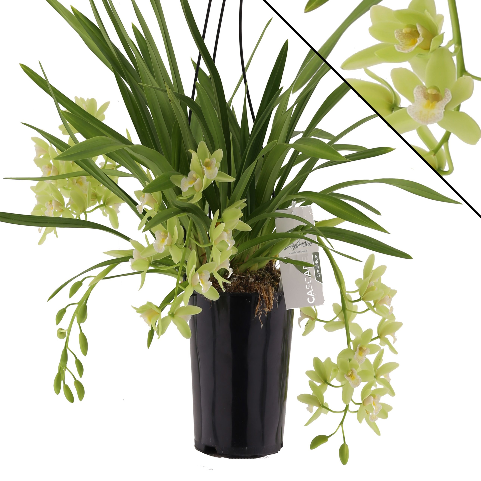 Jennifer 3-4 tak, D 14 cm