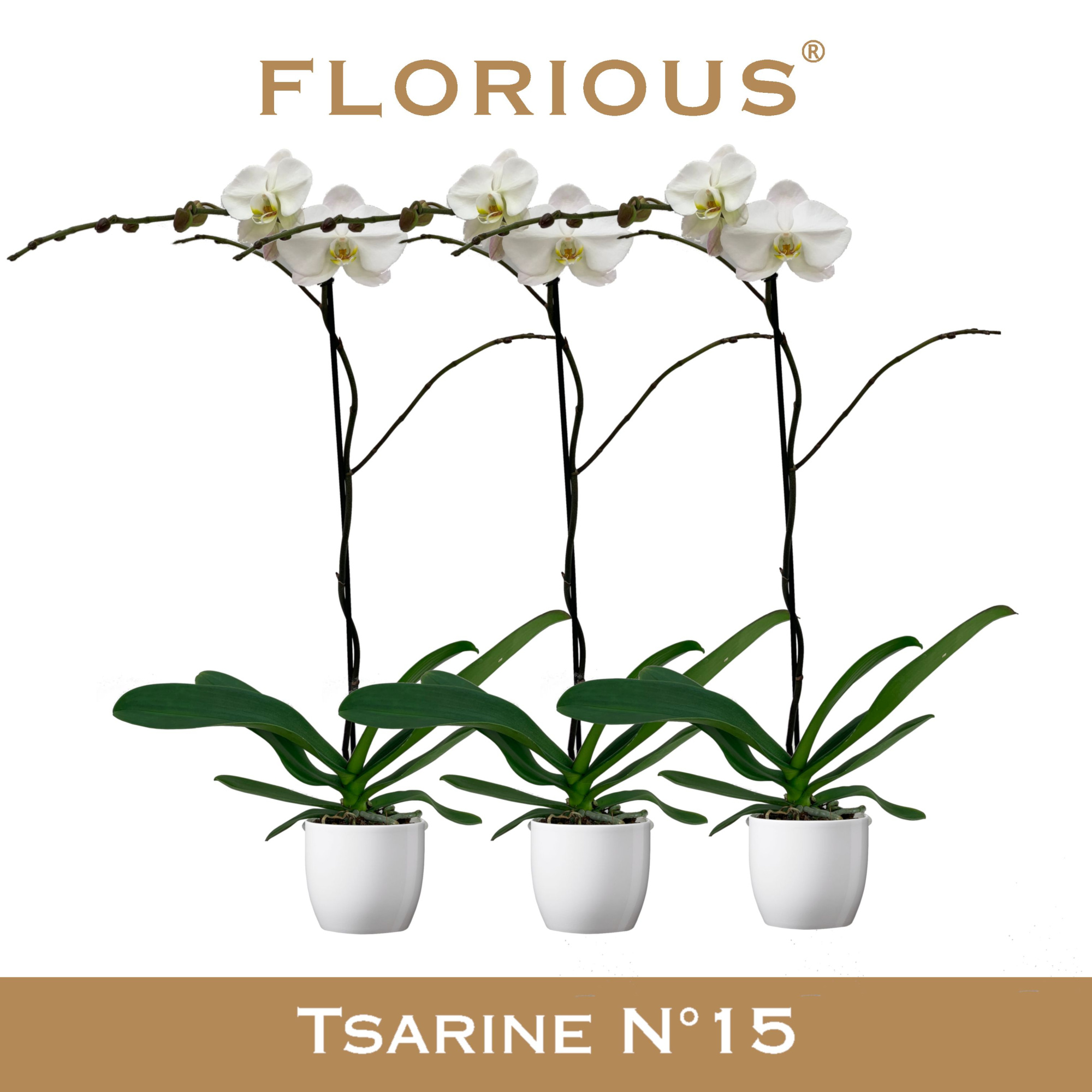 No15 Grandiflora 1 Tak Wit+Deco, D 15 cm