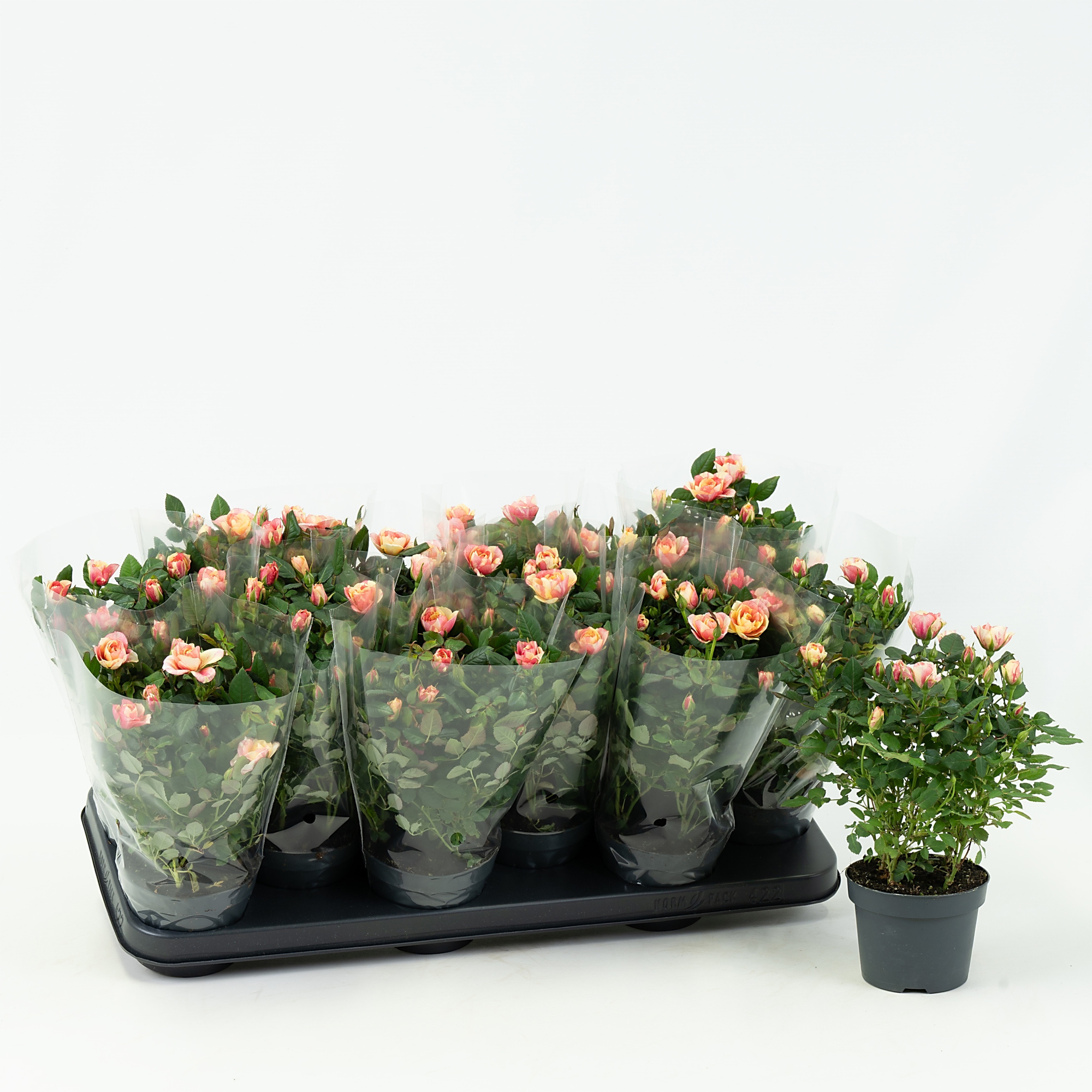 Nolina Roses Special Ø 10,5 cm. Gosia Blanco sleeve, D 10,5