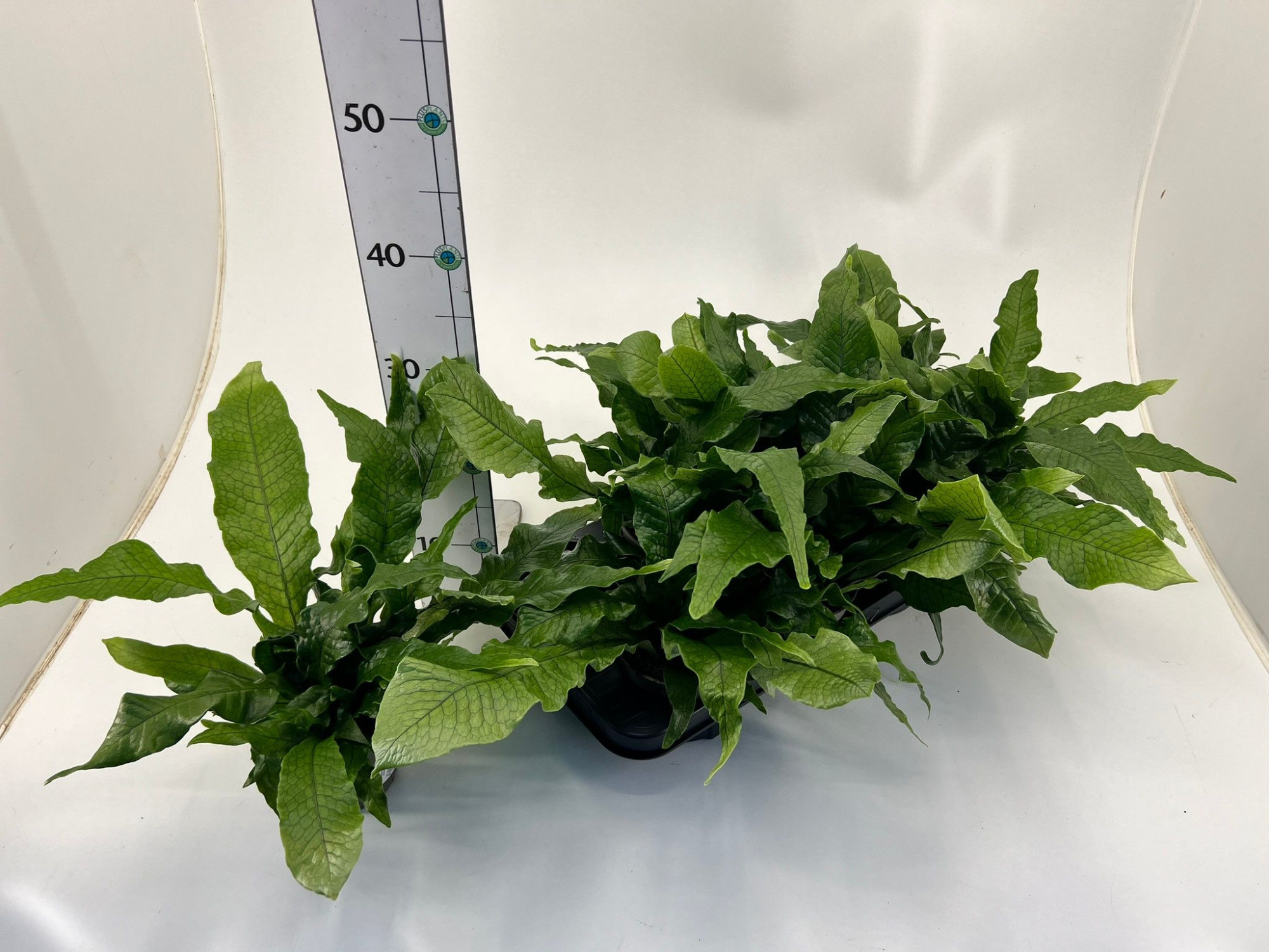 Farn/ Microsorum 'Crocodyllus', D 12