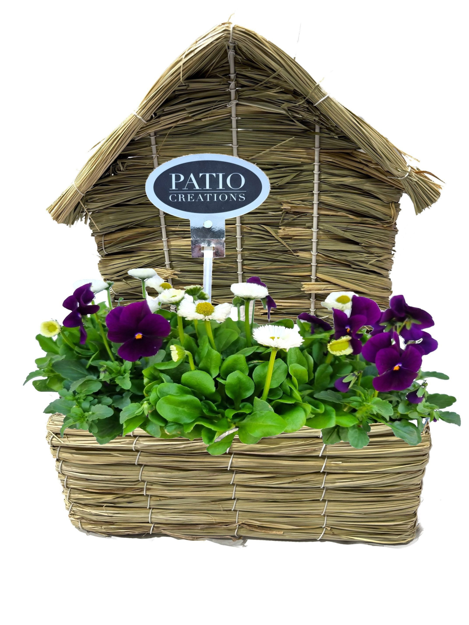 VB819-9003 Viola/Bellis gras vogelhuis M, D 31