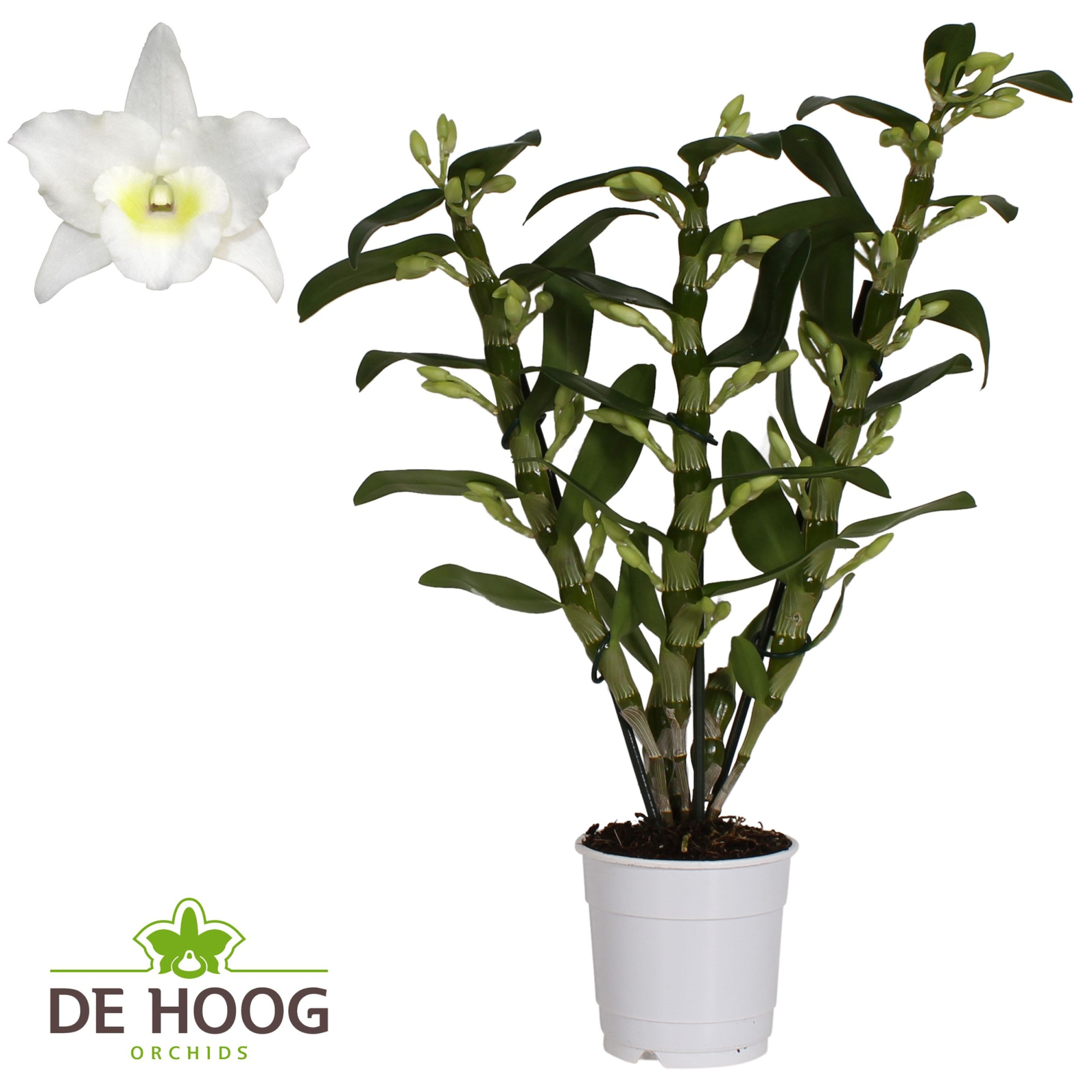Dendrobium Nobile Apollon 3 stam 22+ tros De Hoog, D 12 cm