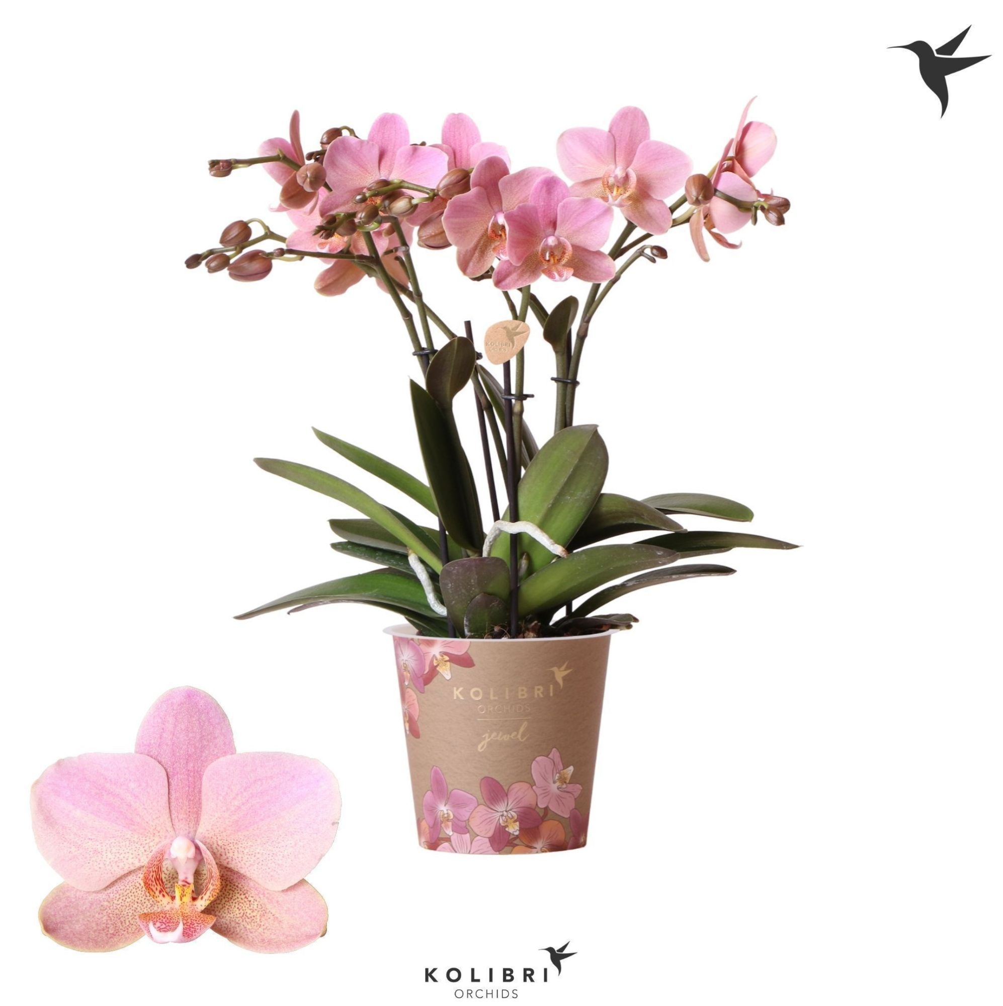 Kolibri Orchids Phalaenopsis Jewel Treviso 4 spike 12 cm, D 12 cm