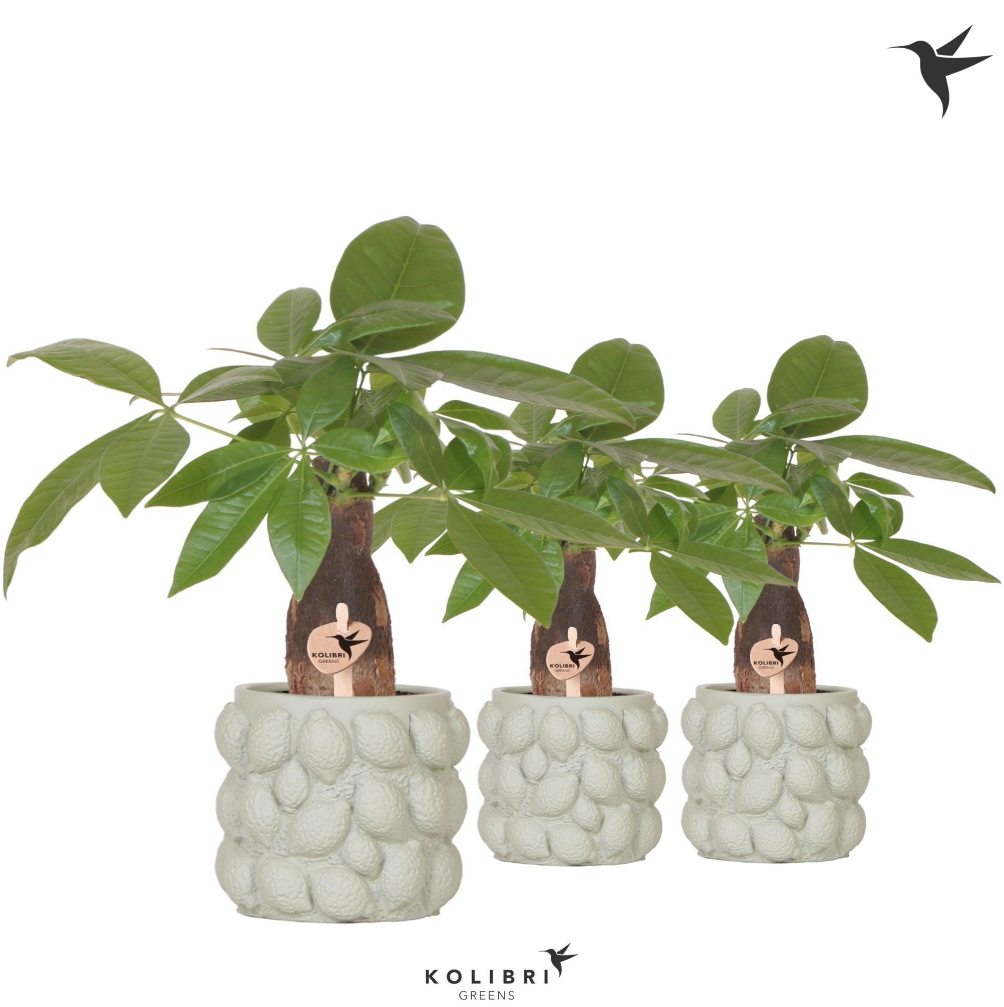 Kolibri Greens Pachira in Citrus pot green, D 9 cm
