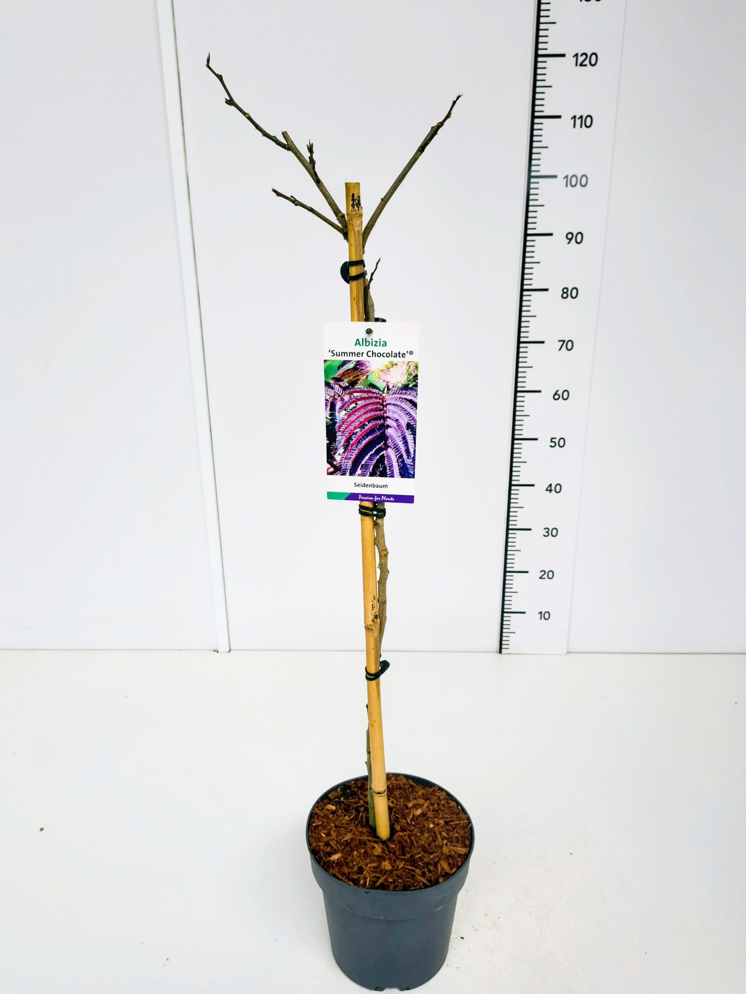 Albizia j. 'Summer Chocolate' 80CMSTC5, D 23 cm