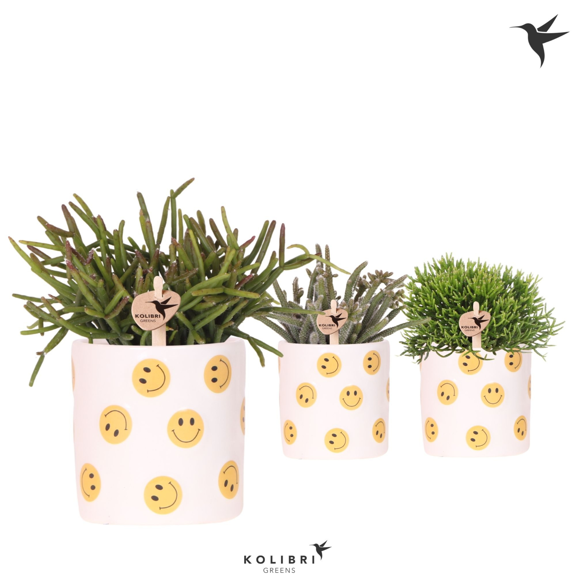 Kolibri Greens Rhipsalis mix in Smiley pot, D 9 cm
