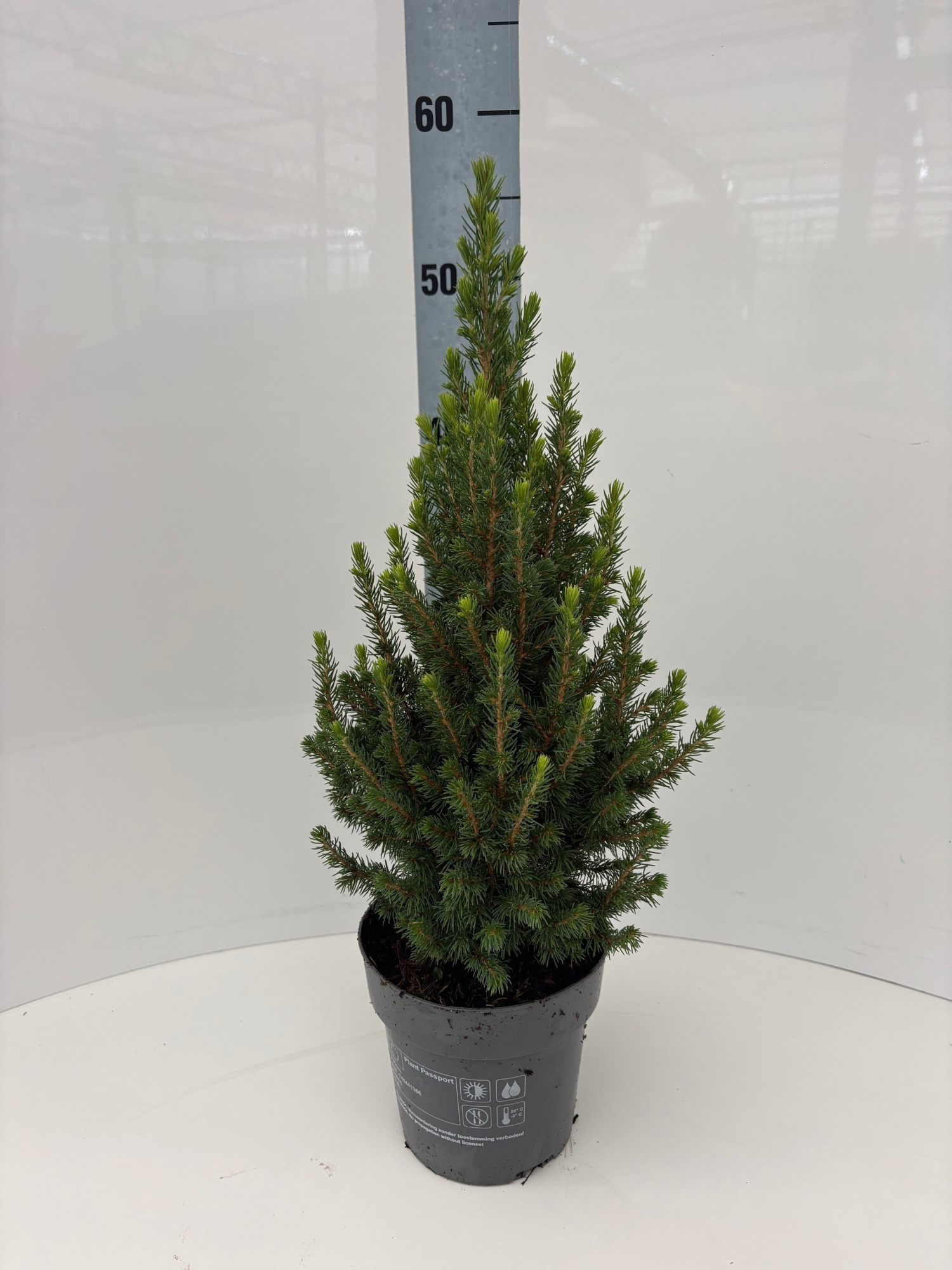 Picea glauca Perfecta, D 15 cm
