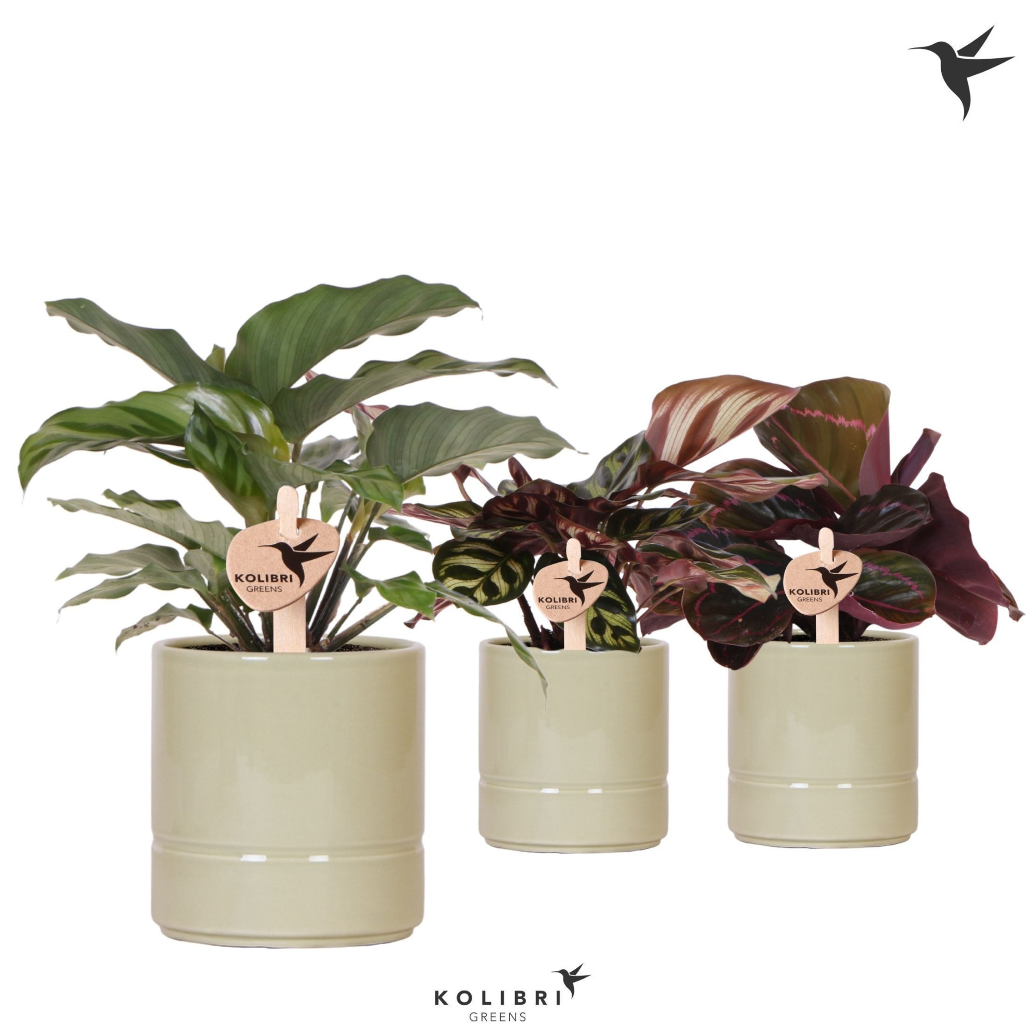 Kolibri Greens Calathea mix in Pastel pot green, D 9 cm