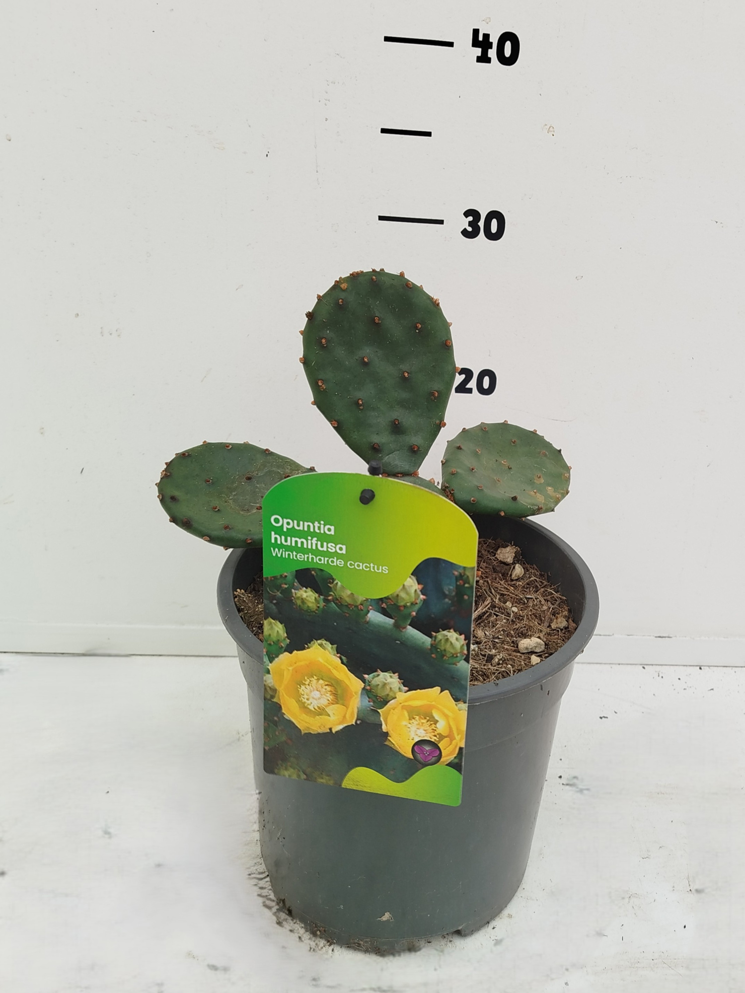 Opuntia humifusa, D 17