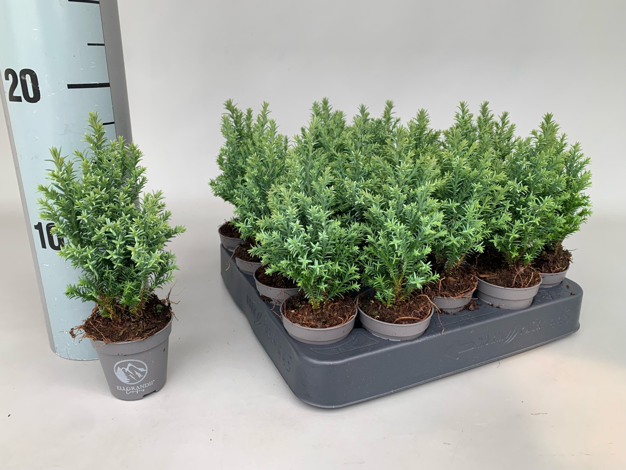 Chamaecyparis Lawsoniana Ellgrandii P5,5, D 5,5 cm