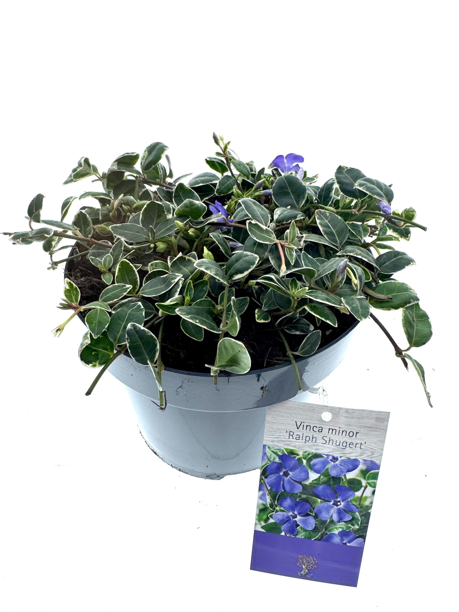 Vinca minor 'Ralph Shugert', D 19