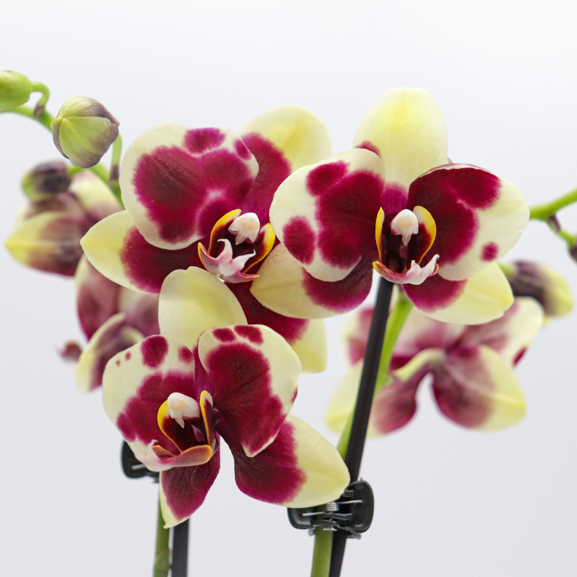 Phal. 3 tak 'Donauwelle' 9 cm Topf 'Table Dance', D 9