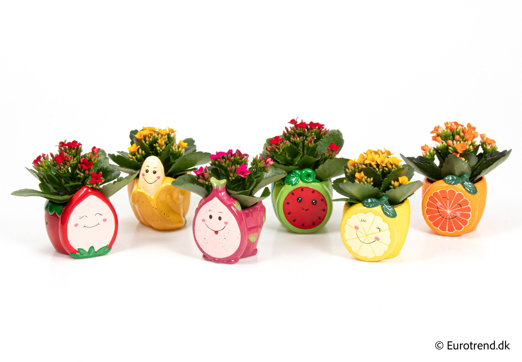 Kalanchoe in ceramic - Spring, Summer & Autumn 2025, D 6 cm