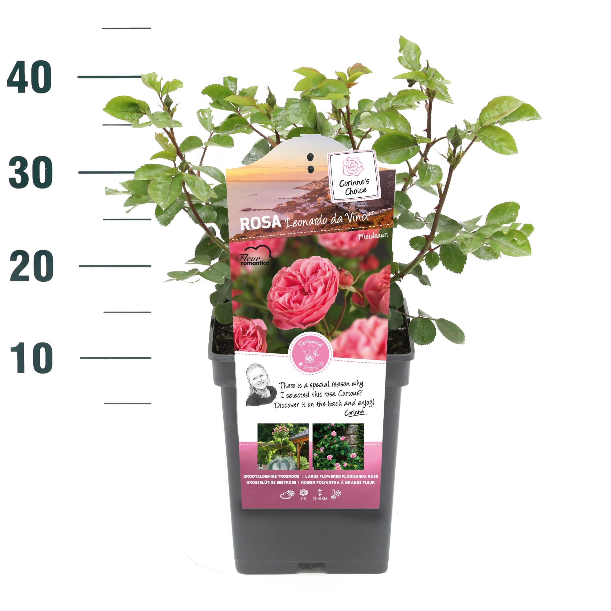 Rosa 'Leonardo da Vinci' - Struik - VP5 - Categorie 3, D 23 cm