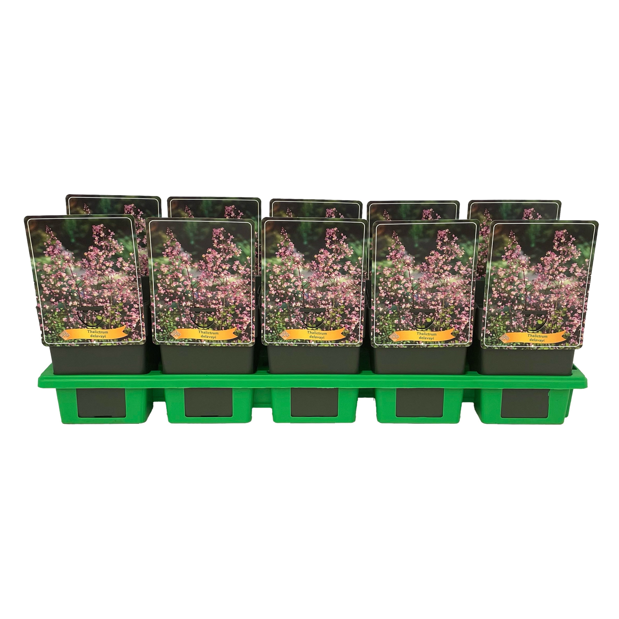 Thalictrum delavayi P11, D 11 cm
