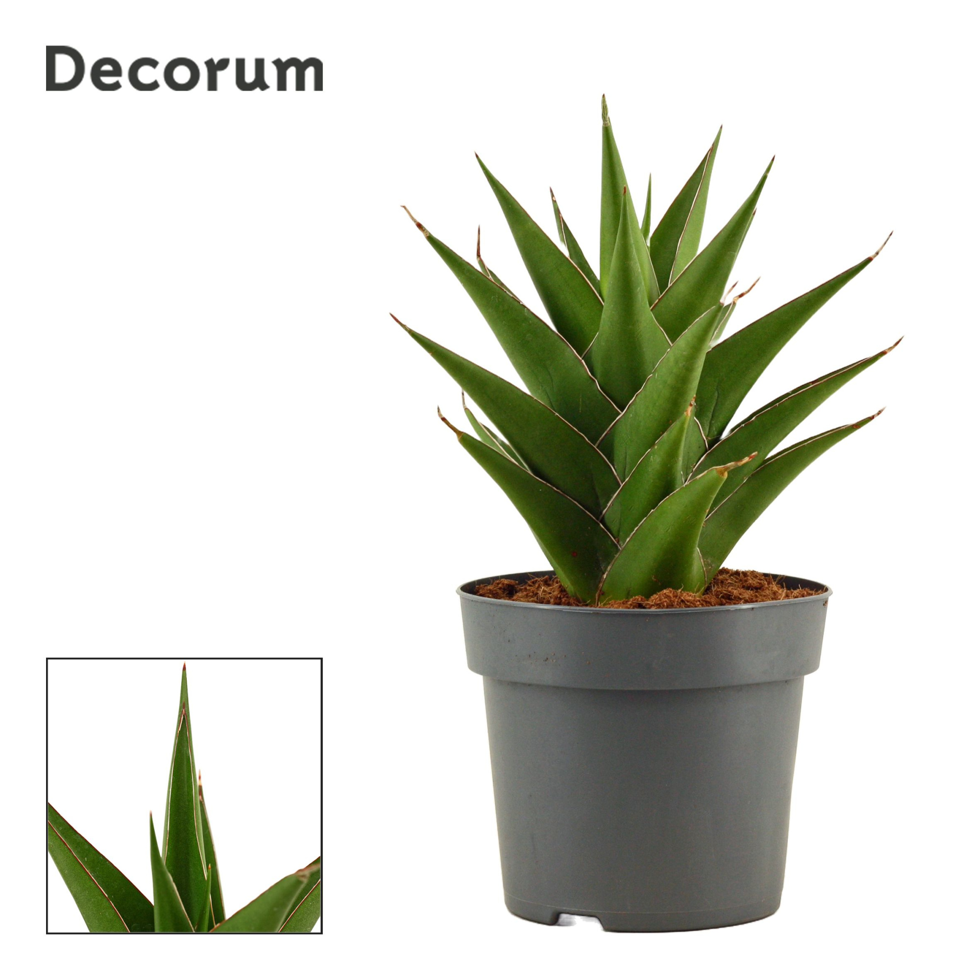 Sansevieria Temple crown 14 cm (Decorum), D 14 cm