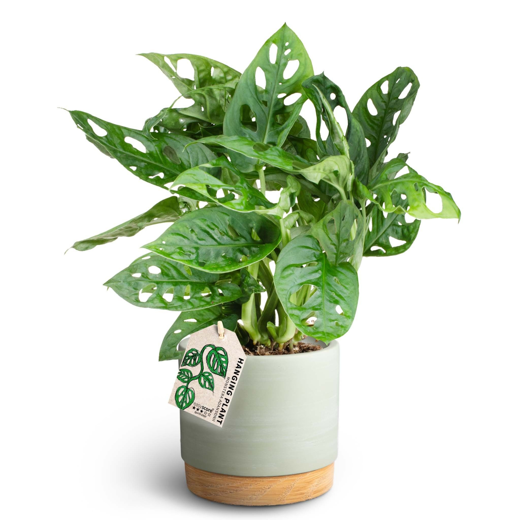 Woodbase Green Matcha, Monstera adansonii, D 12 cm