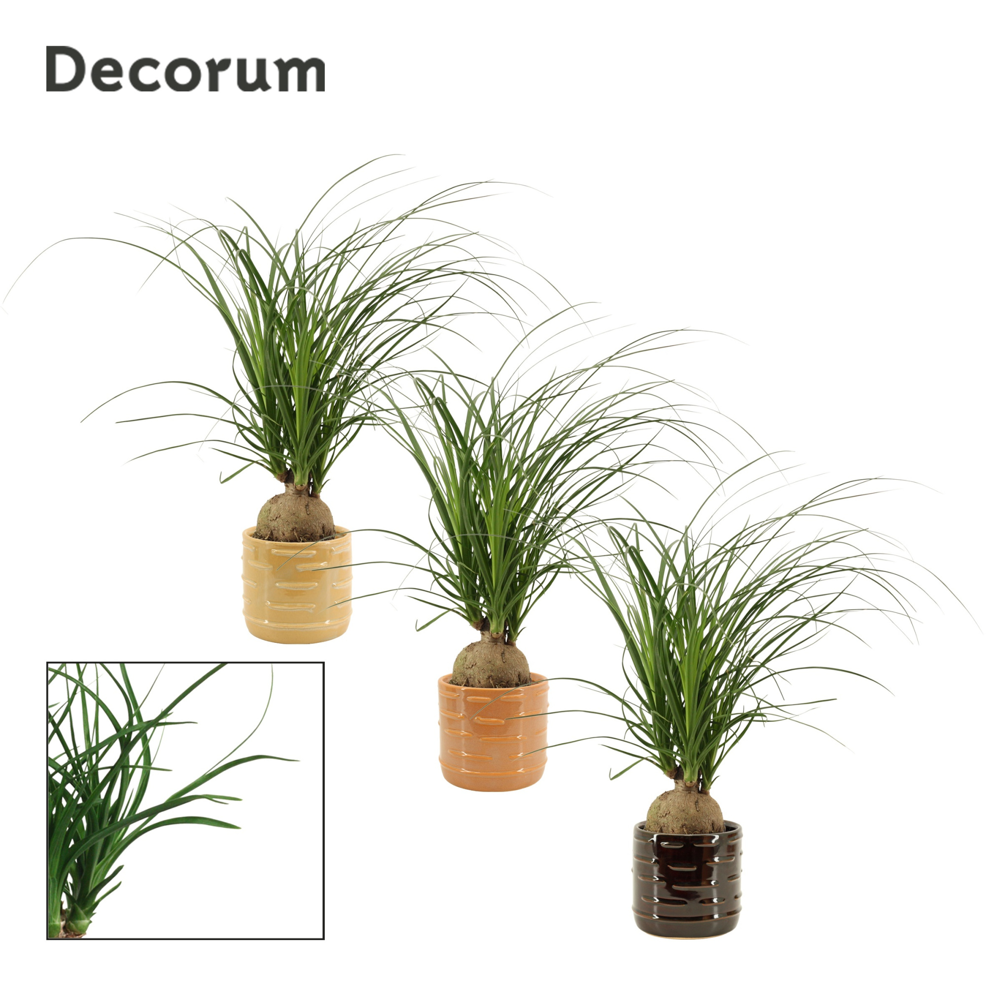 Beaucarnea bol 12 cm in Lois (Deco-collection), D 12 cm