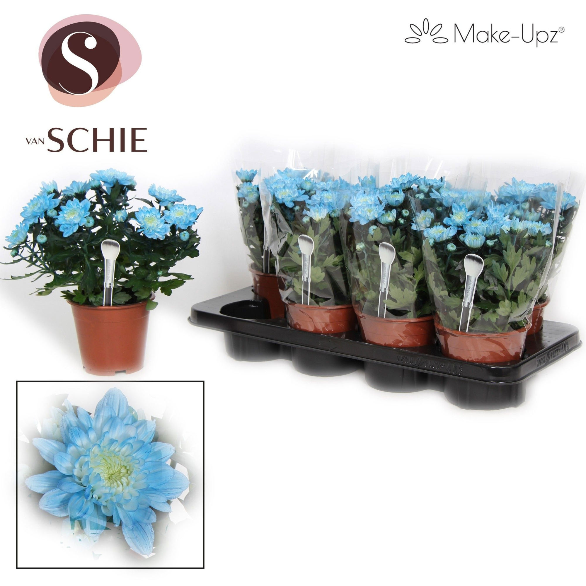 Chrysanne Grandezza Make-Upz® Blue, D 13 cm