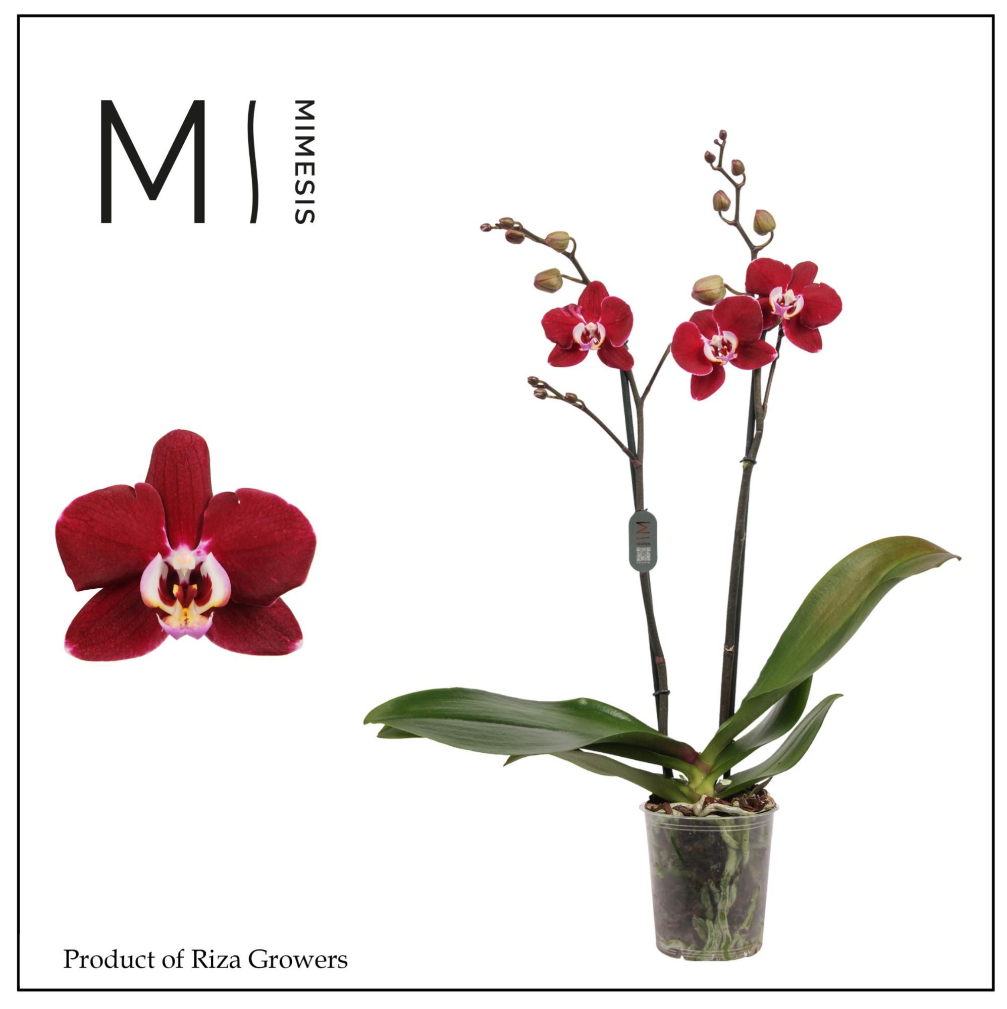 Phalaenopsis Magdalena 2 spike - 12cm | Mimesis, D 12 cm