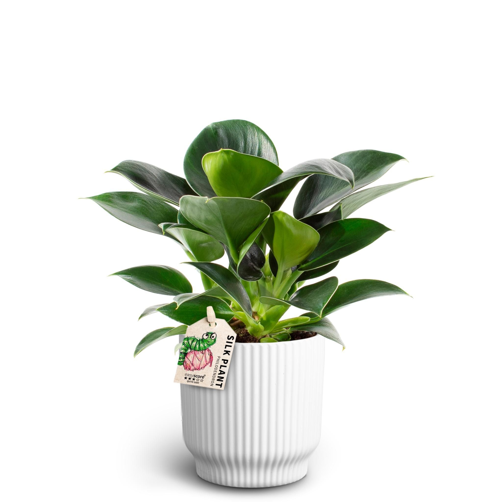 Nordic White, Philodendron ´Green Princess´, D 10