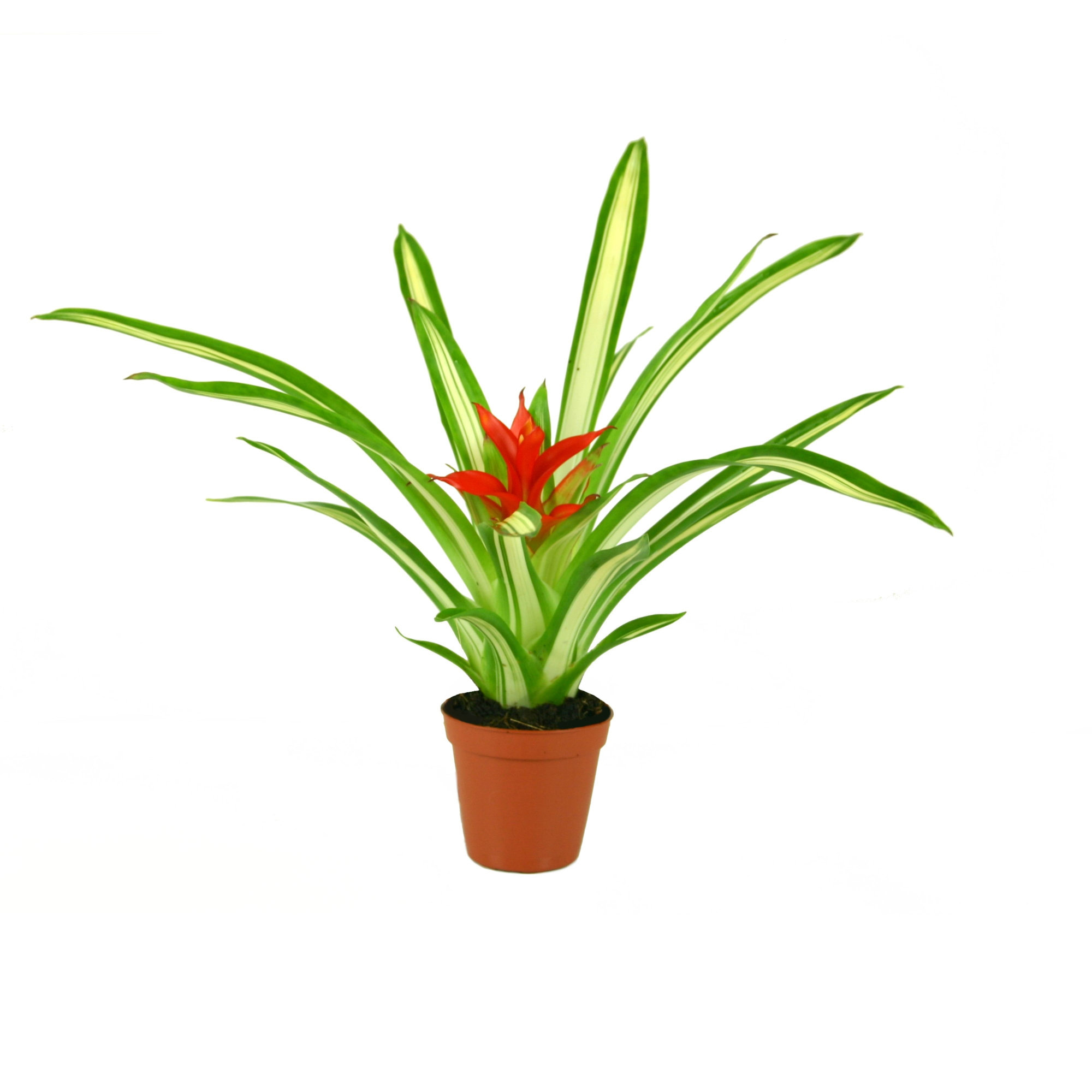 Guzmania Ice Cream, D 5,5 cm