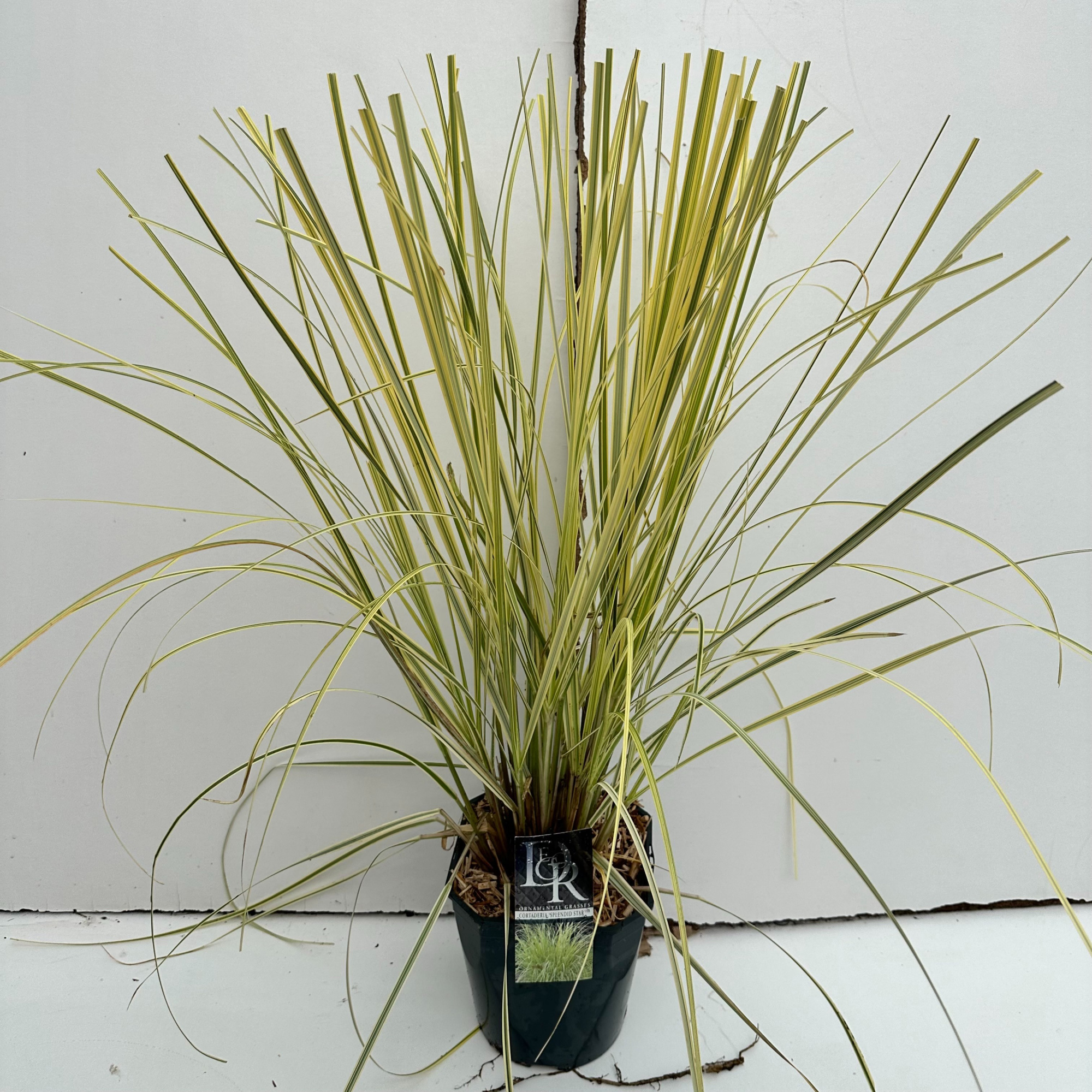 Cortaderia 'Splendid Star', D 23