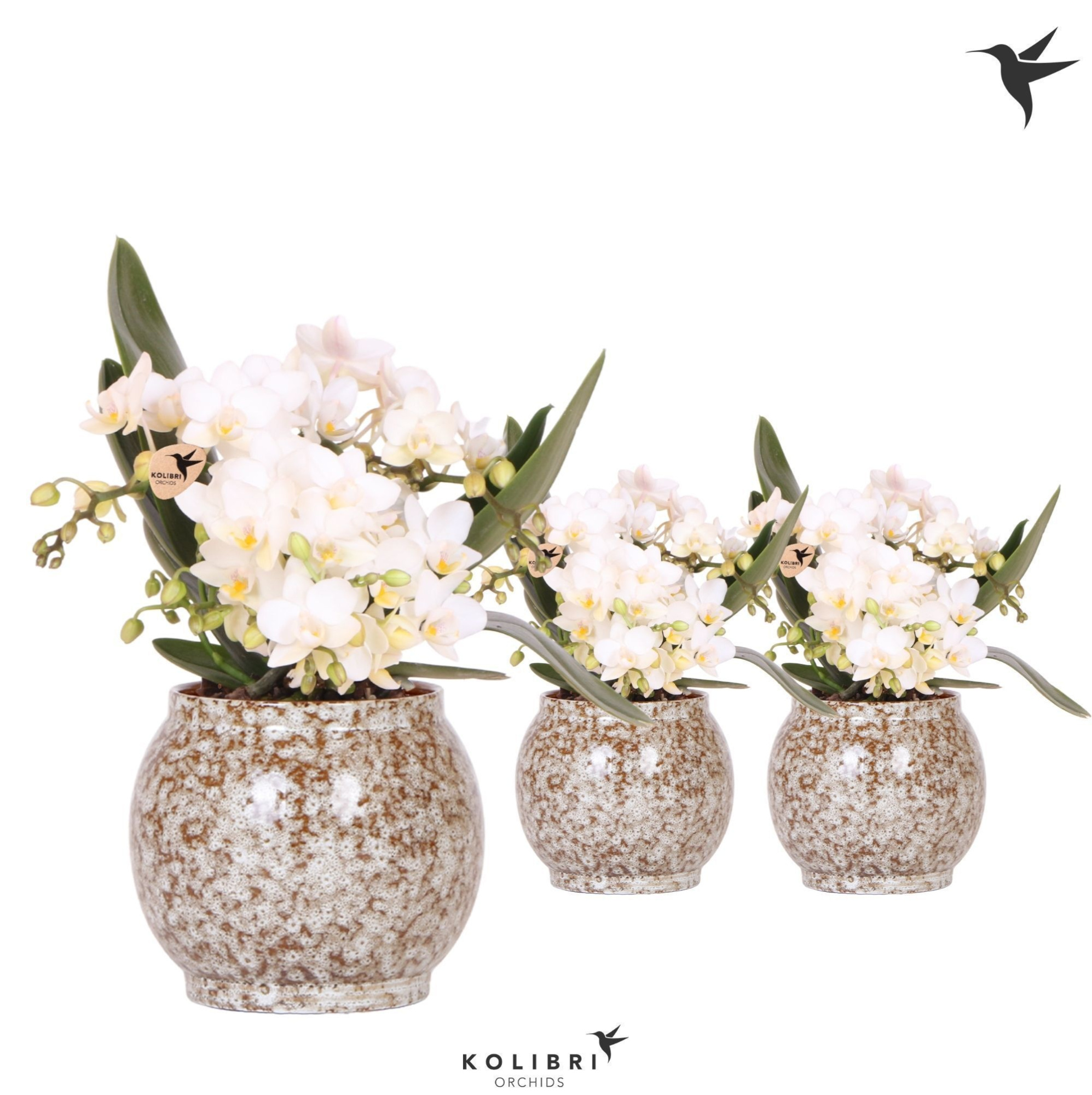 Kolibri Orchids Phalaenopsis Nazare 4 spike in Safari pot, D 9 cm