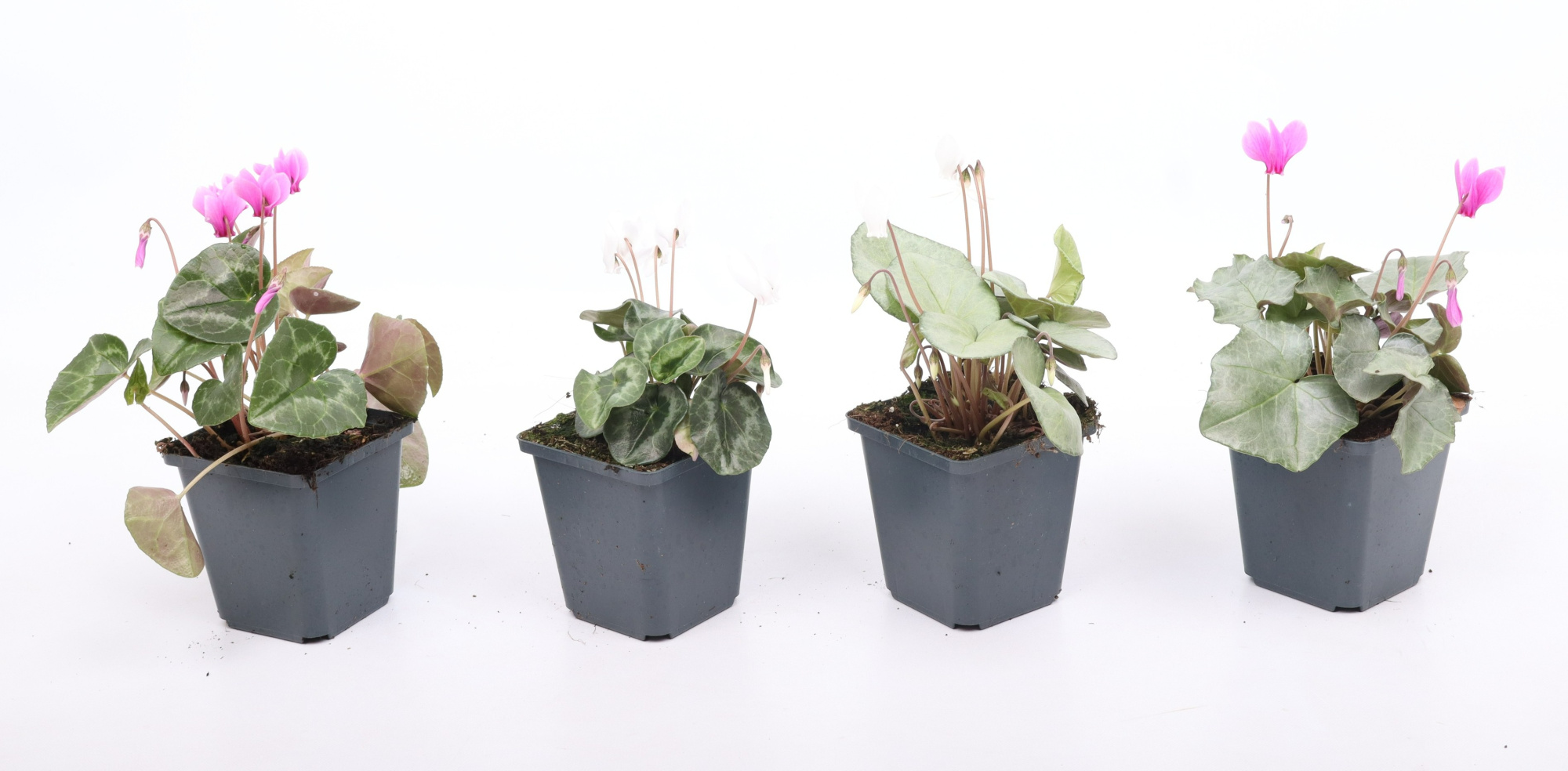 Cyclamen hederifolium mixlaag 9 cm, D 9 cm