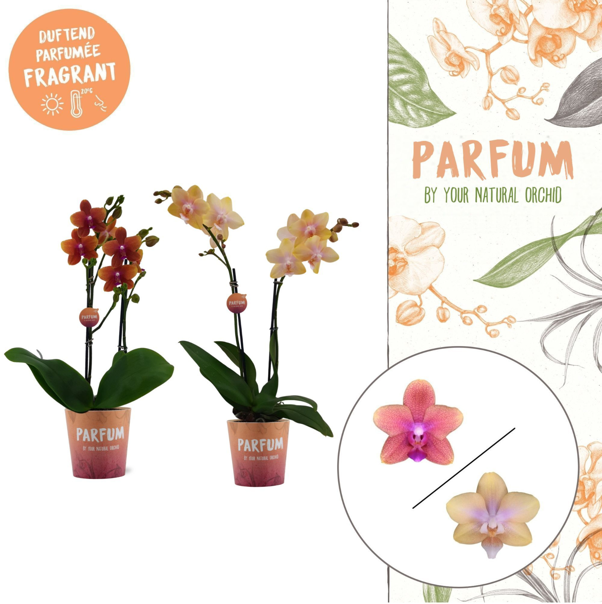 Parfum | Bolgheri mix | Phalaenopsis 2 spike, D 12 cm