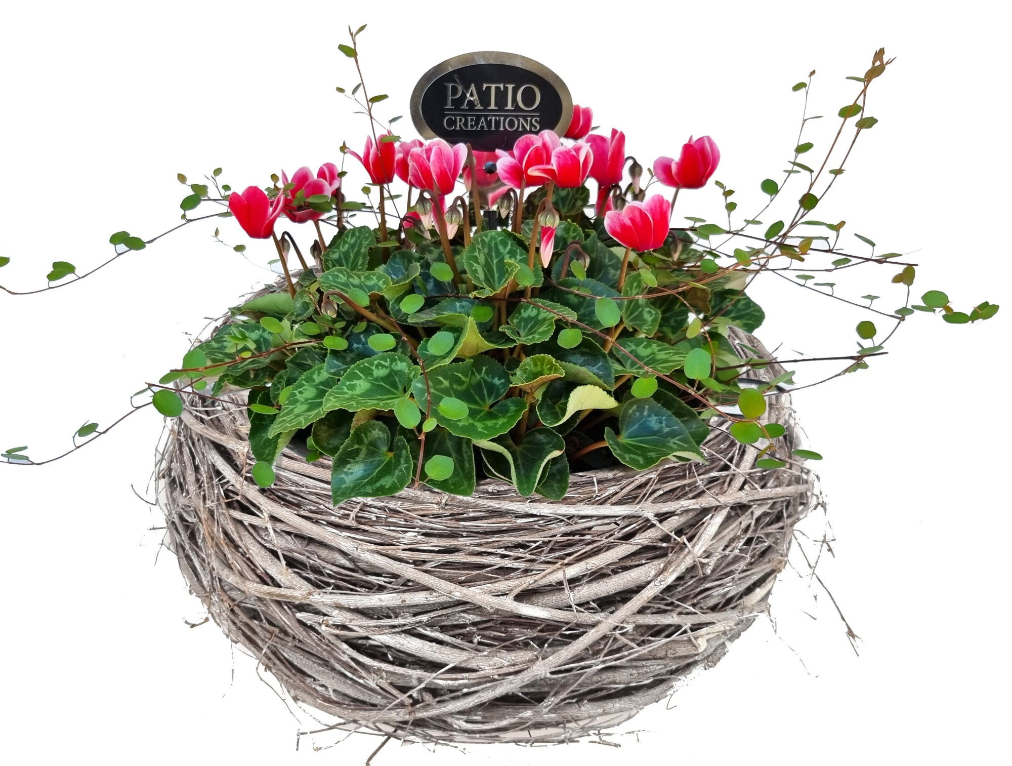 CYM799-9323 Cyclaam/Muehlenbeckia krans Matz, D 30 cm