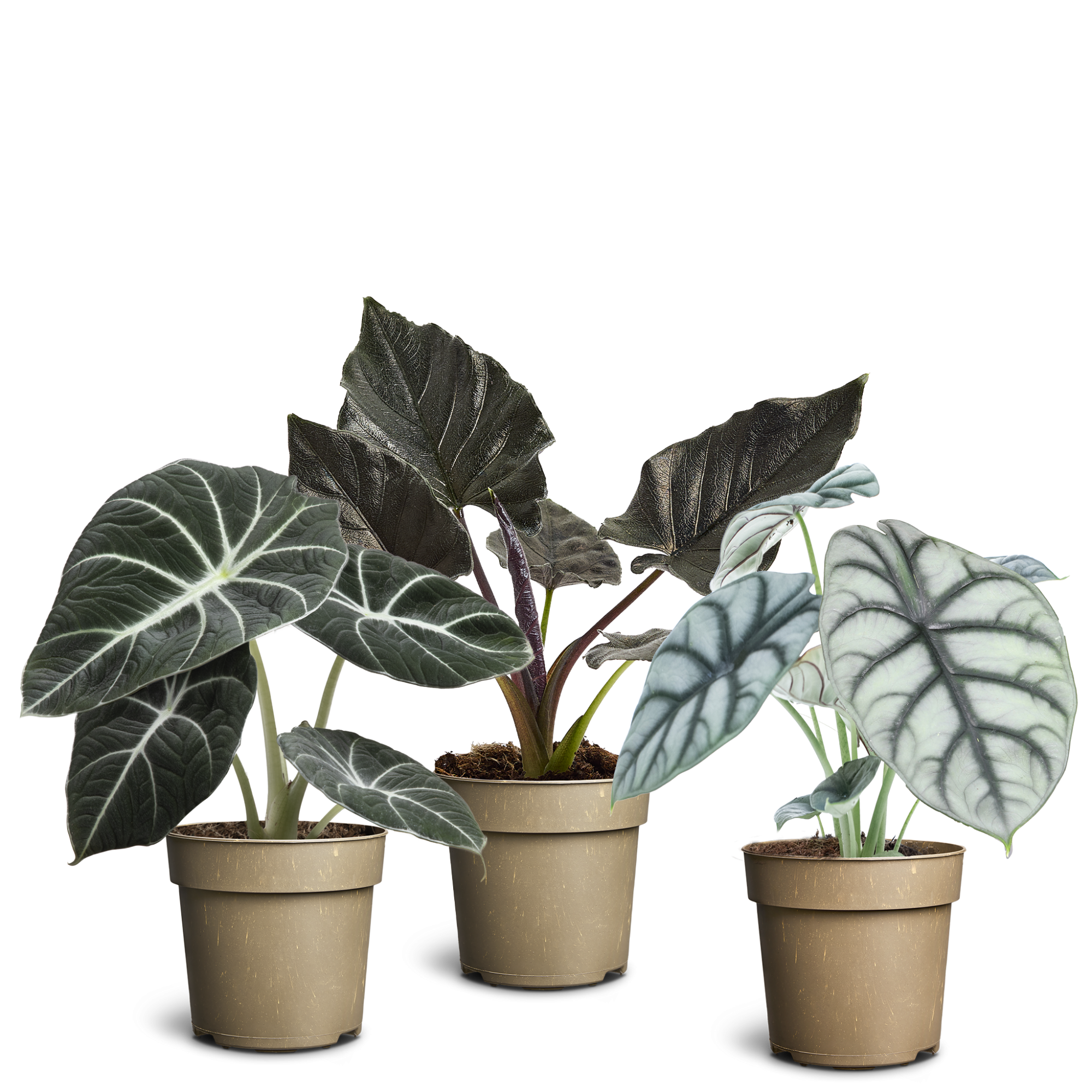 Alocasia collection, D 11