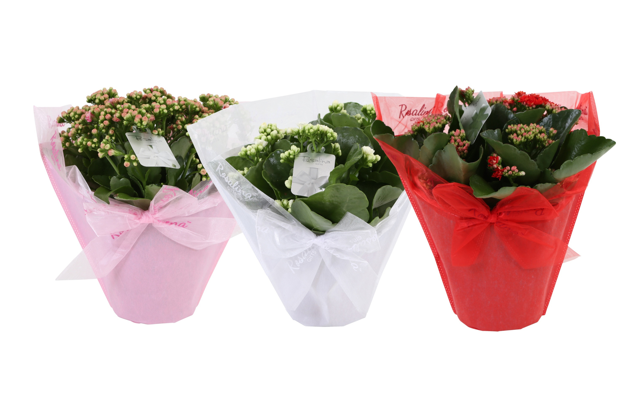 KP-730.3 - Kalanchoe Rosalina 15cm in Pastel Gifts pink love, D 15 cm
