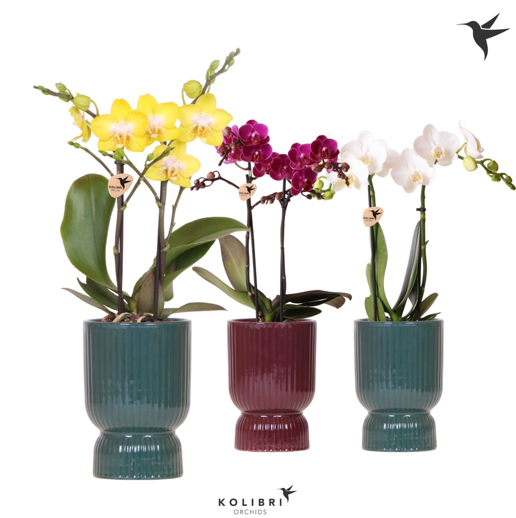 Kolibri Orchids Phalaenopsis mix 2 spike in Diabolo pot green mix, D 9