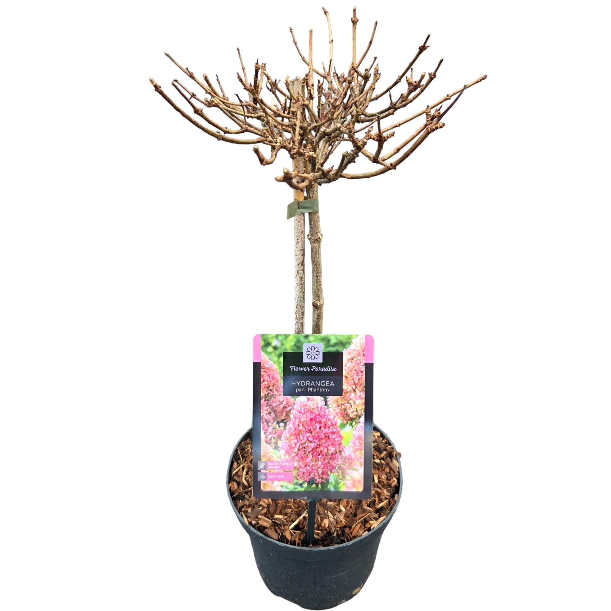 Hydrangea pan. 'Phantom' Stam C3, D 19