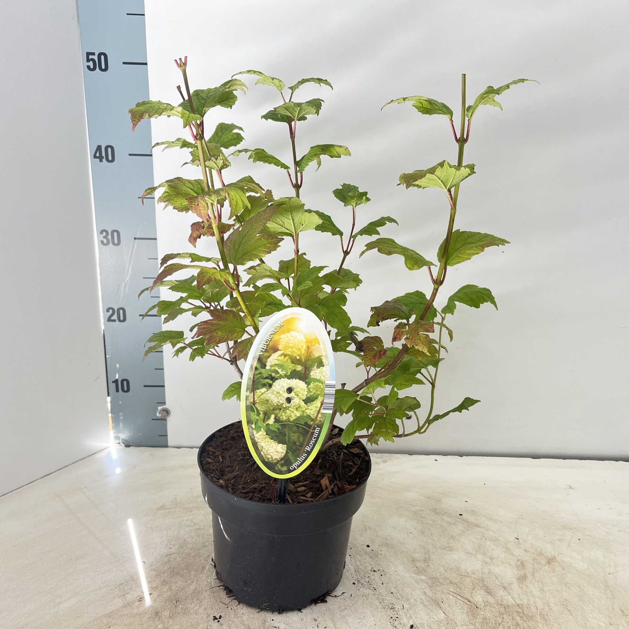 Viburnum opulus 'Roseum', D 17 cm